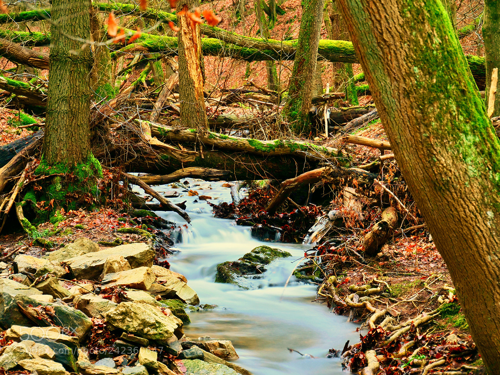 Panasonic Lumix DC-G9 sample photo. Into the woods photography