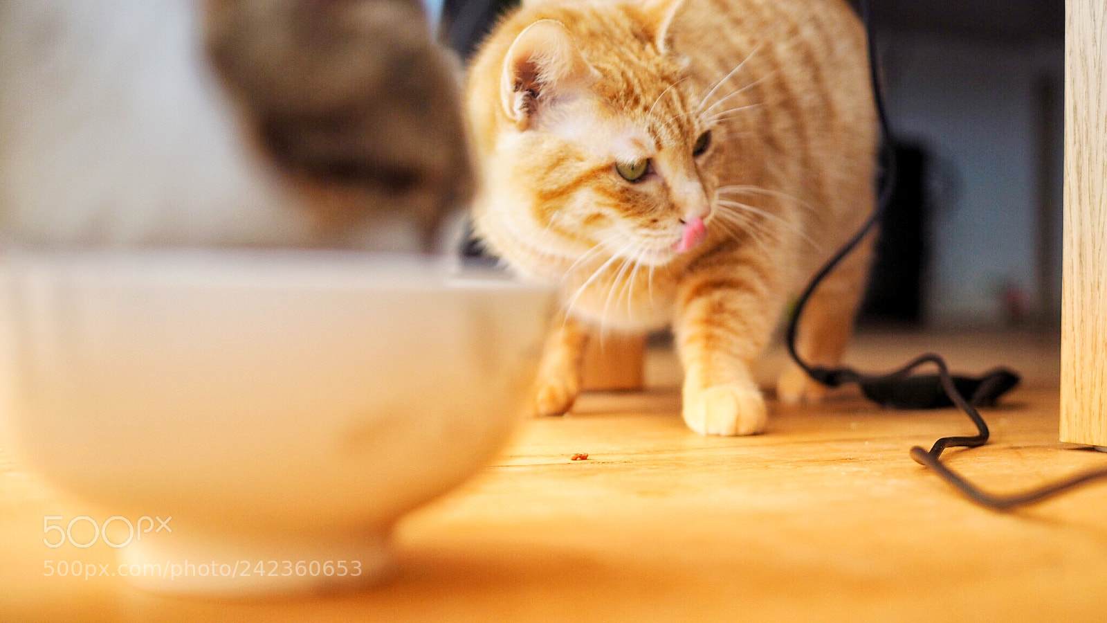 Olympus PEN E-PL7 sample photo. I'm not the boss photography