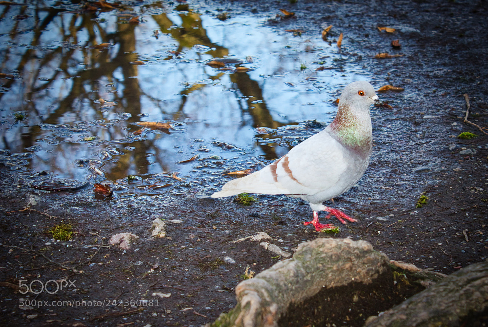 Canon EOS 550D (EOS Rebel T2i / EOS Kiss X4) sample photo. Pigeon photography