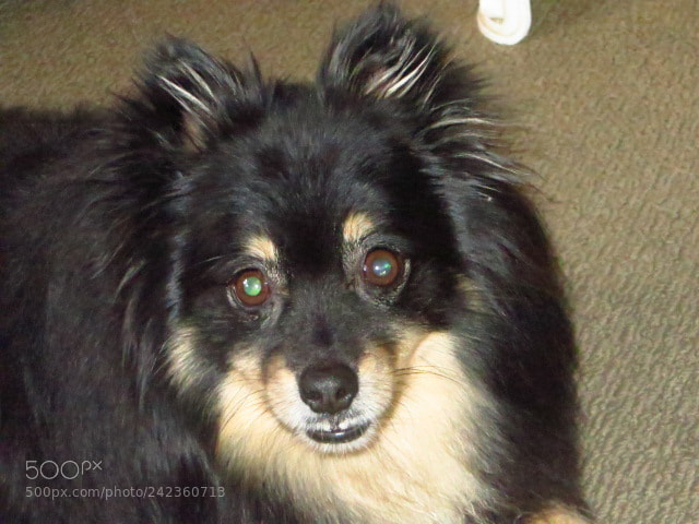 Canon PowerShot SX280 HS sample photo. Img photography