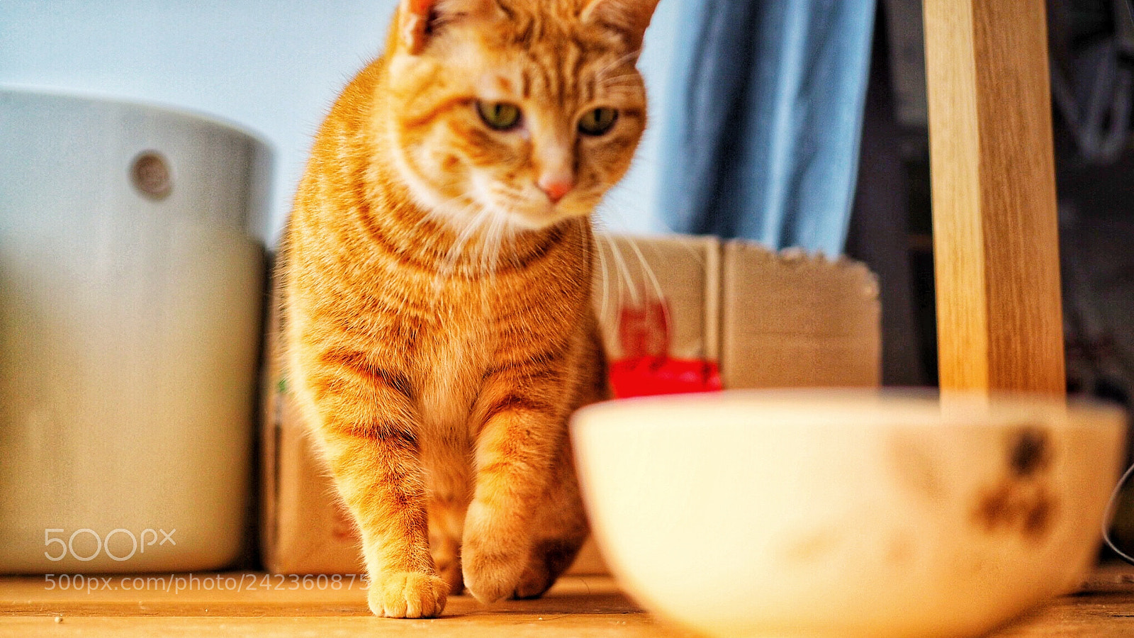 Olympus PEN E-PL7 sample photo. My turn to lunch? photography