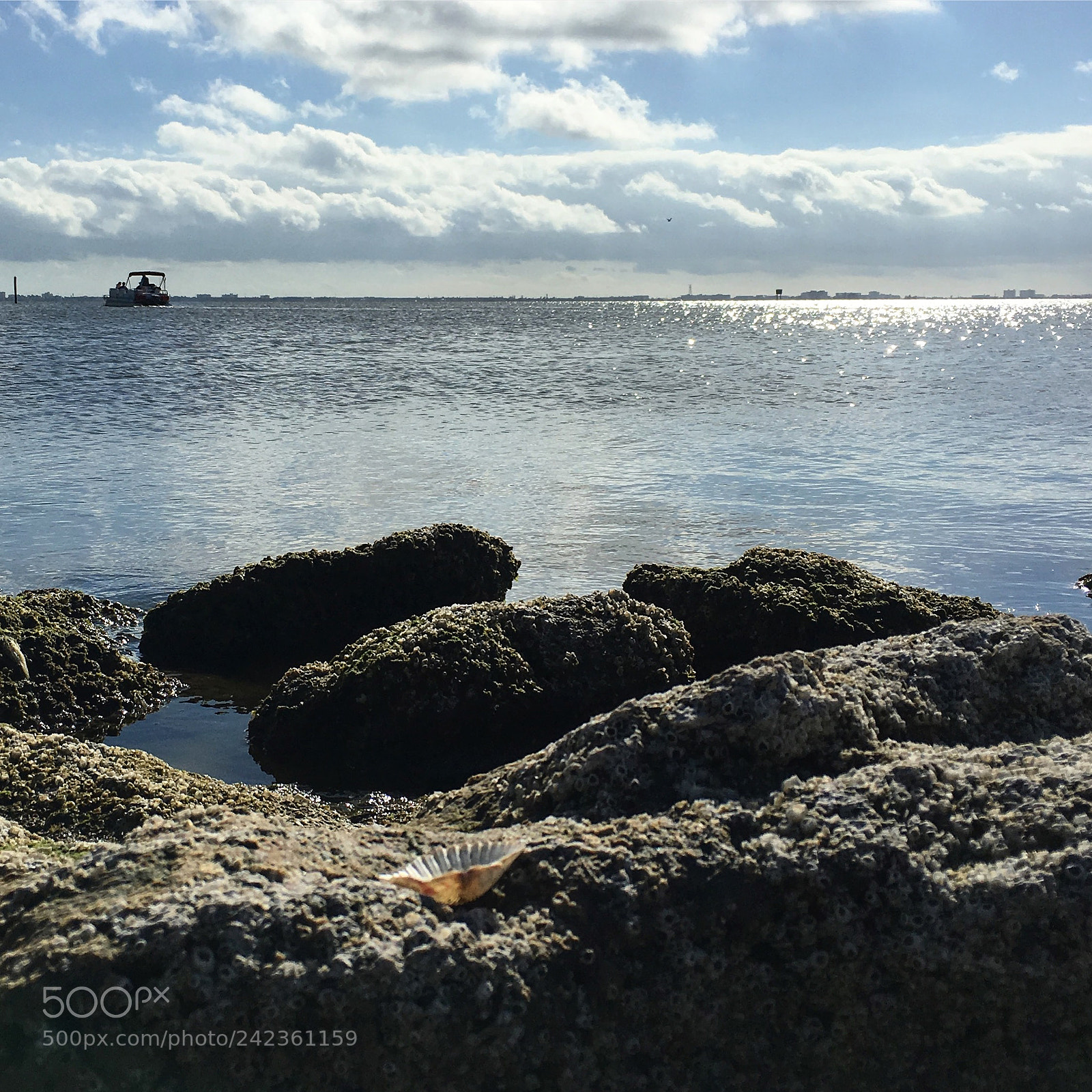 Apple iPhone 6s Plus sample photo. Lonely seashell on a photography