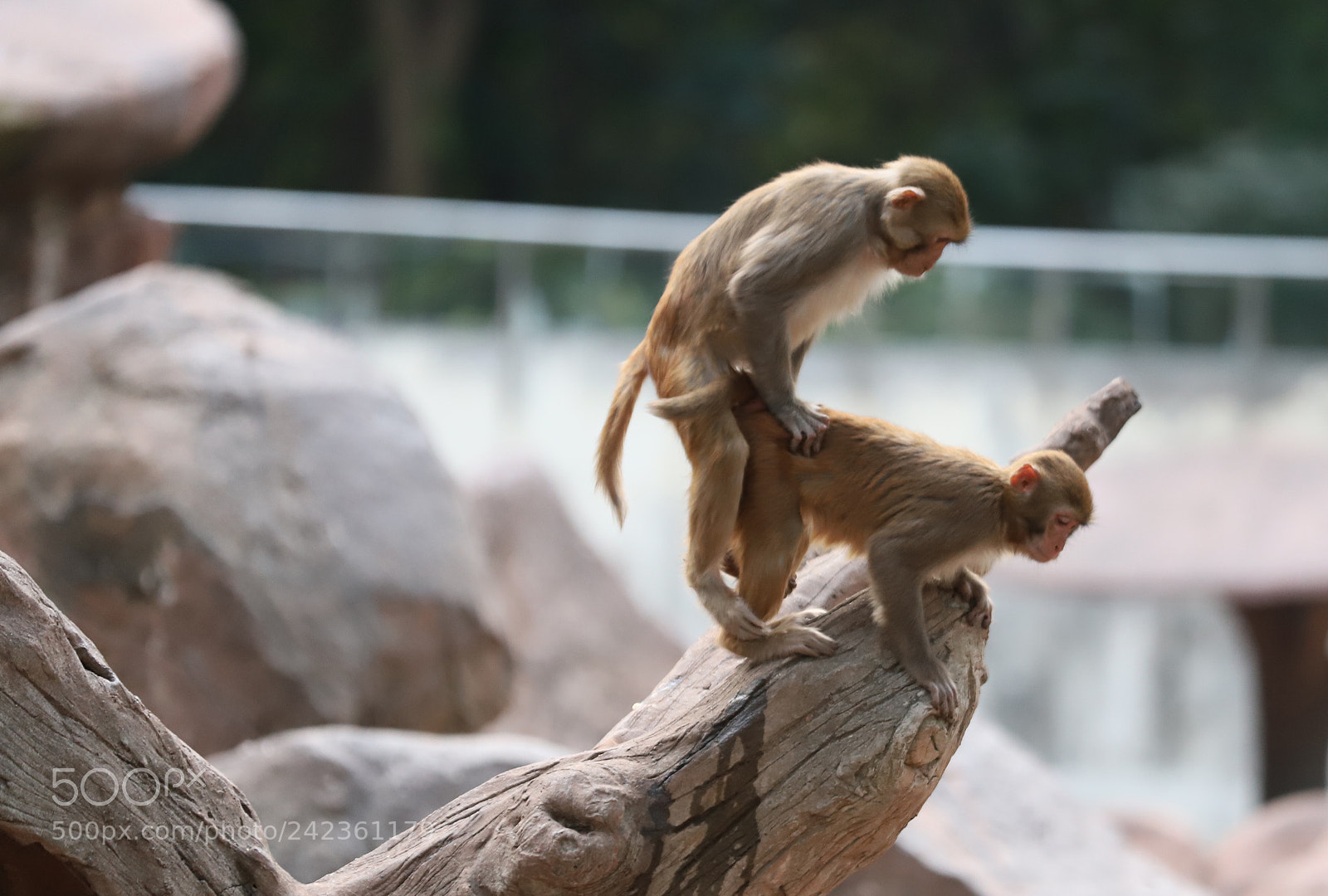 Canon EOS 6D Mark II sample photo. Img photography