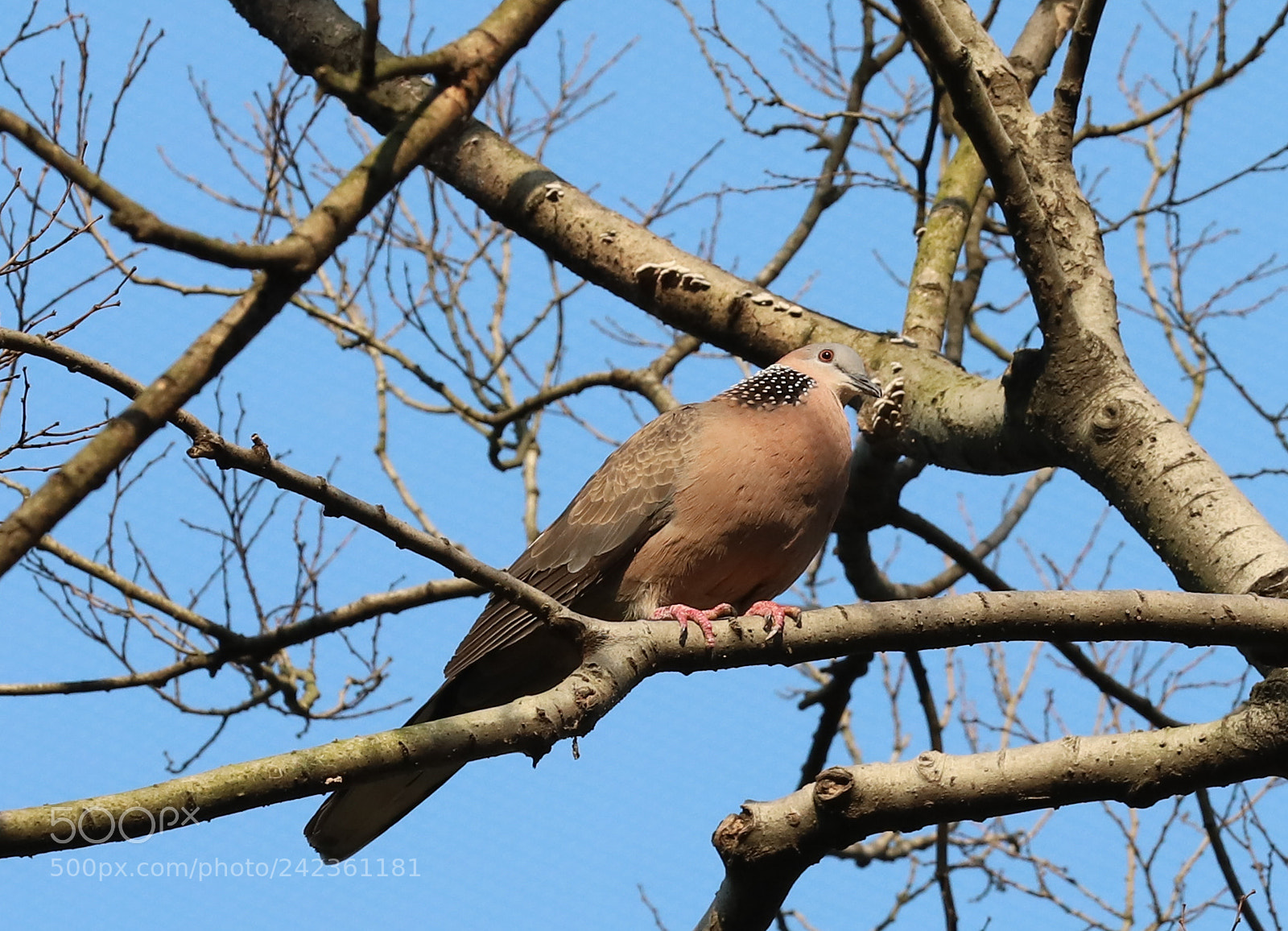 Canon EOS 6D Mark II sample photo. Img photography