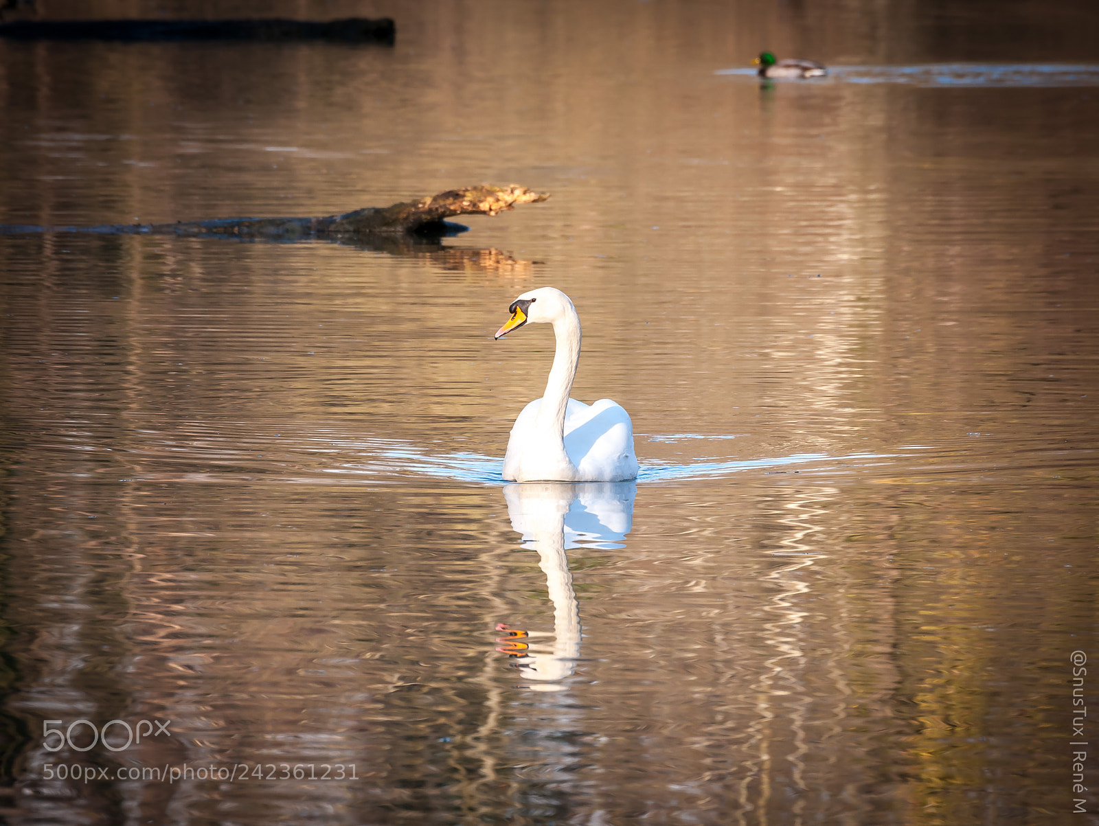 Nikon D300S sample photo. Swimming in the sun photography