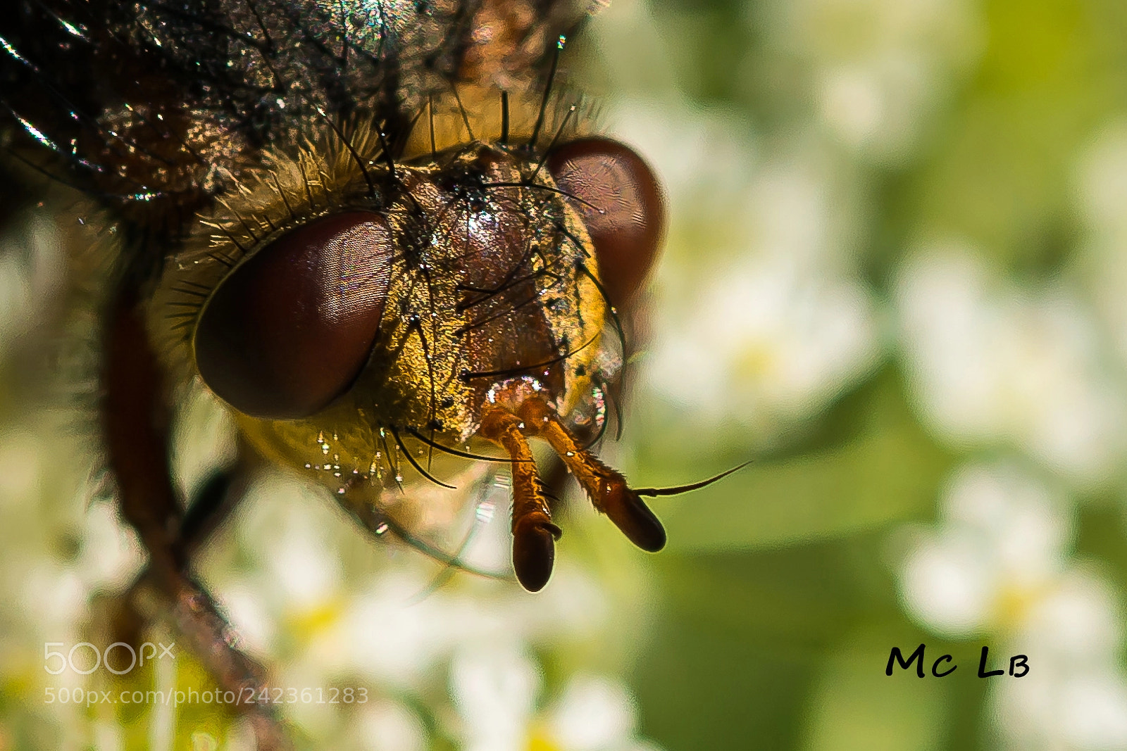 Nikon D7100 sample photo. Tête de mouche photography