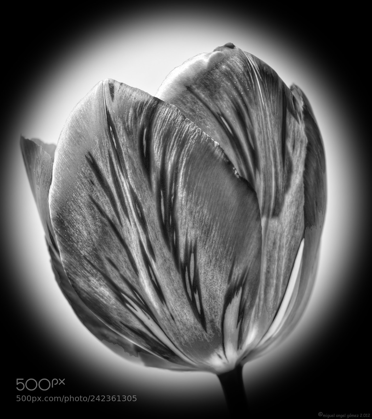 Sony Alpha DSLR-A330 sample photo. 2012_tulip_28 photography