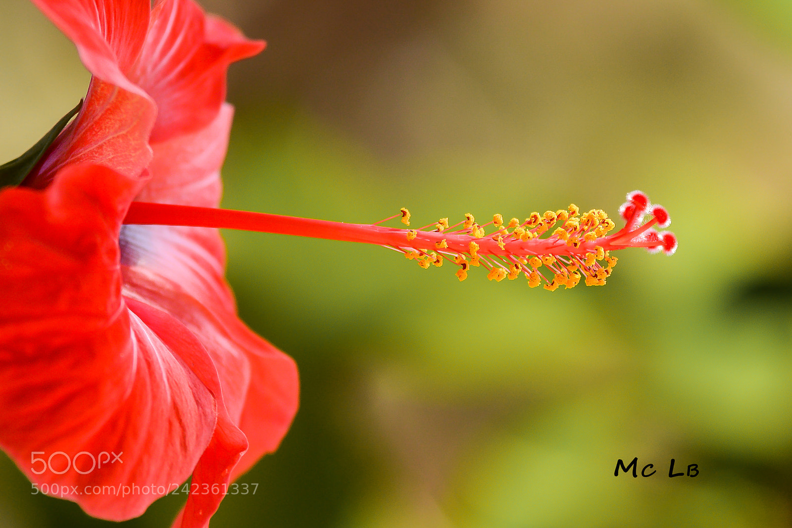 Nikon D7100 sample photo. Hibiscus photography