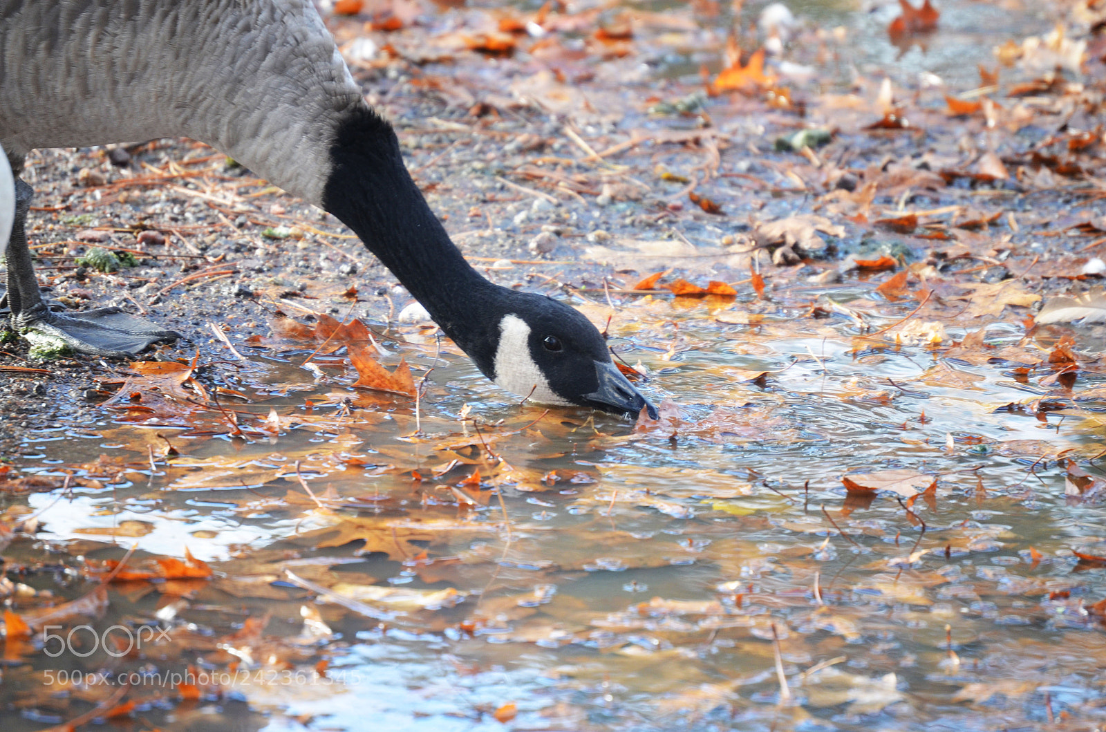 Nikon D5100 sample photo. God creatures photography