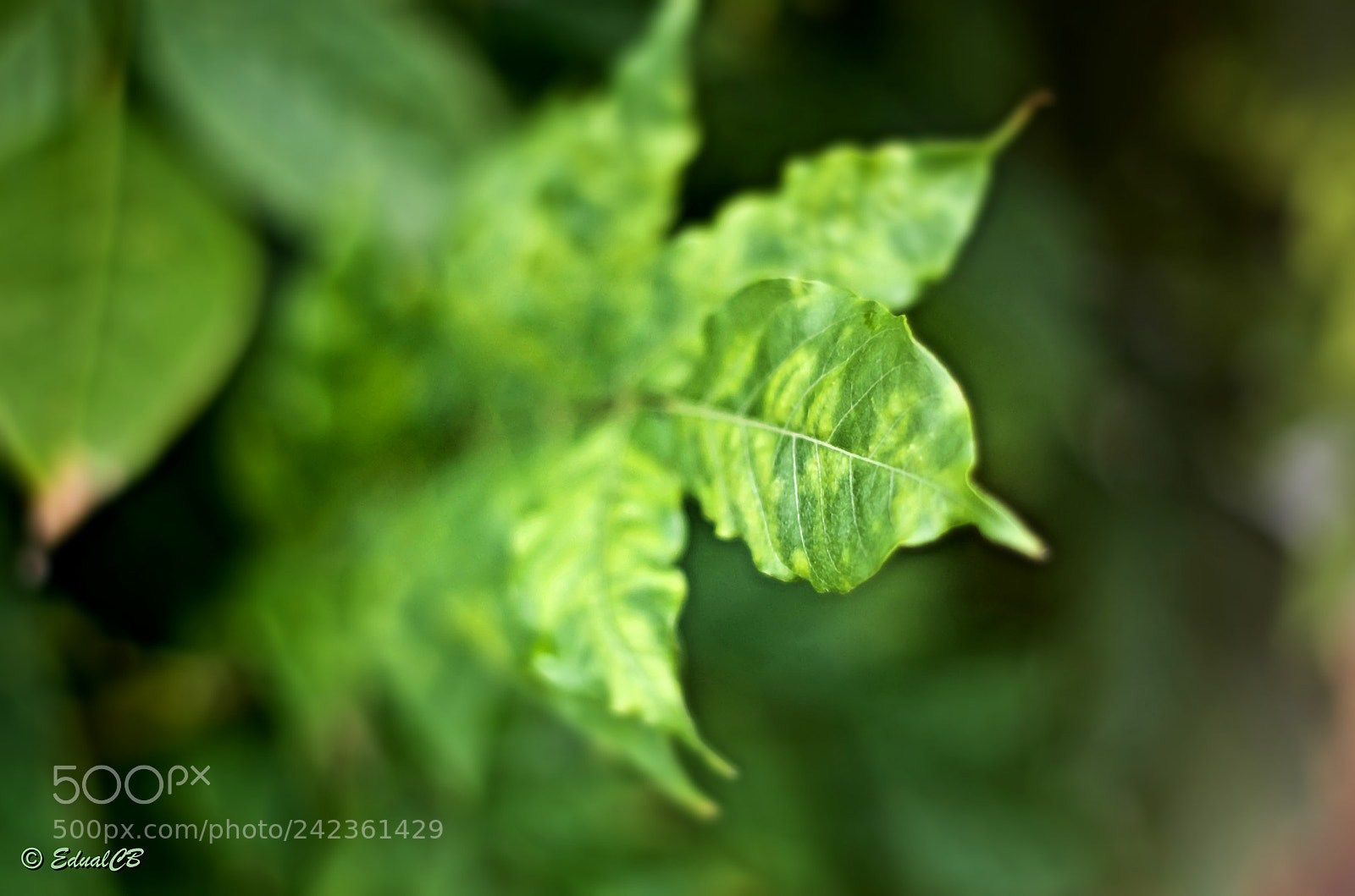 Pentax K-5 sample photo. Green leaf photography
