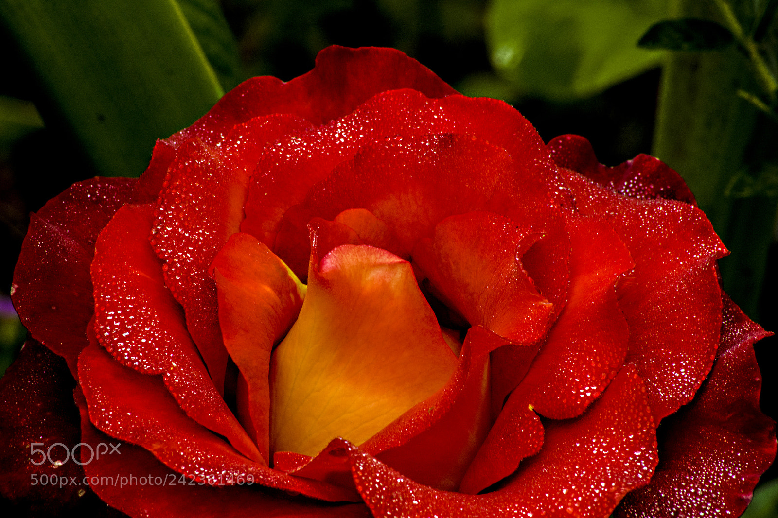 Nikon D7100 sample photo. Rosa photography