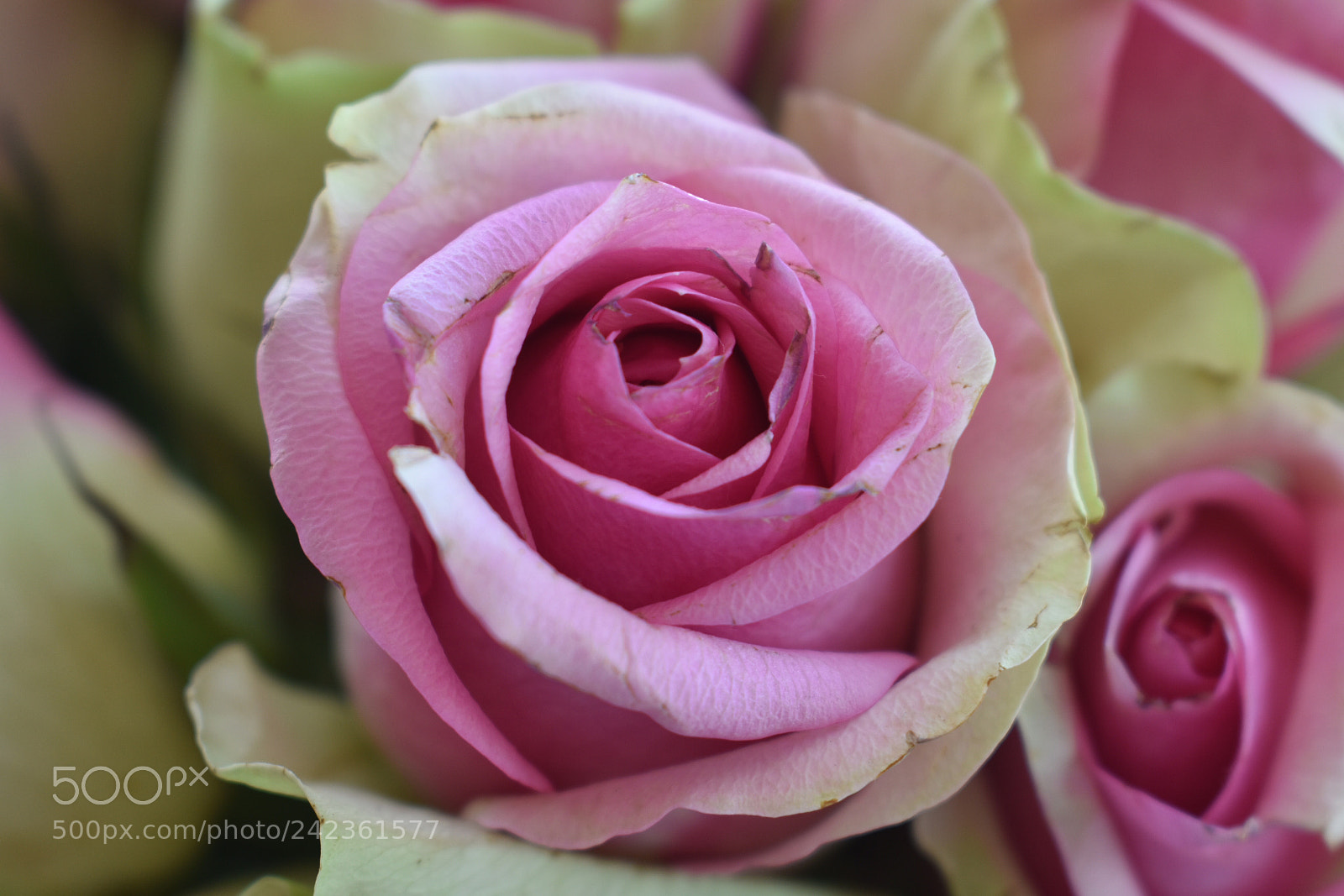 Nikon D3400 sample photo. Petals and pastels photography