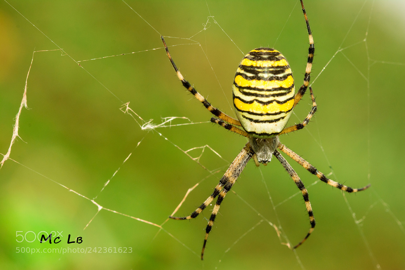 Nikon D7100 sample photo. Argiope frelon photography