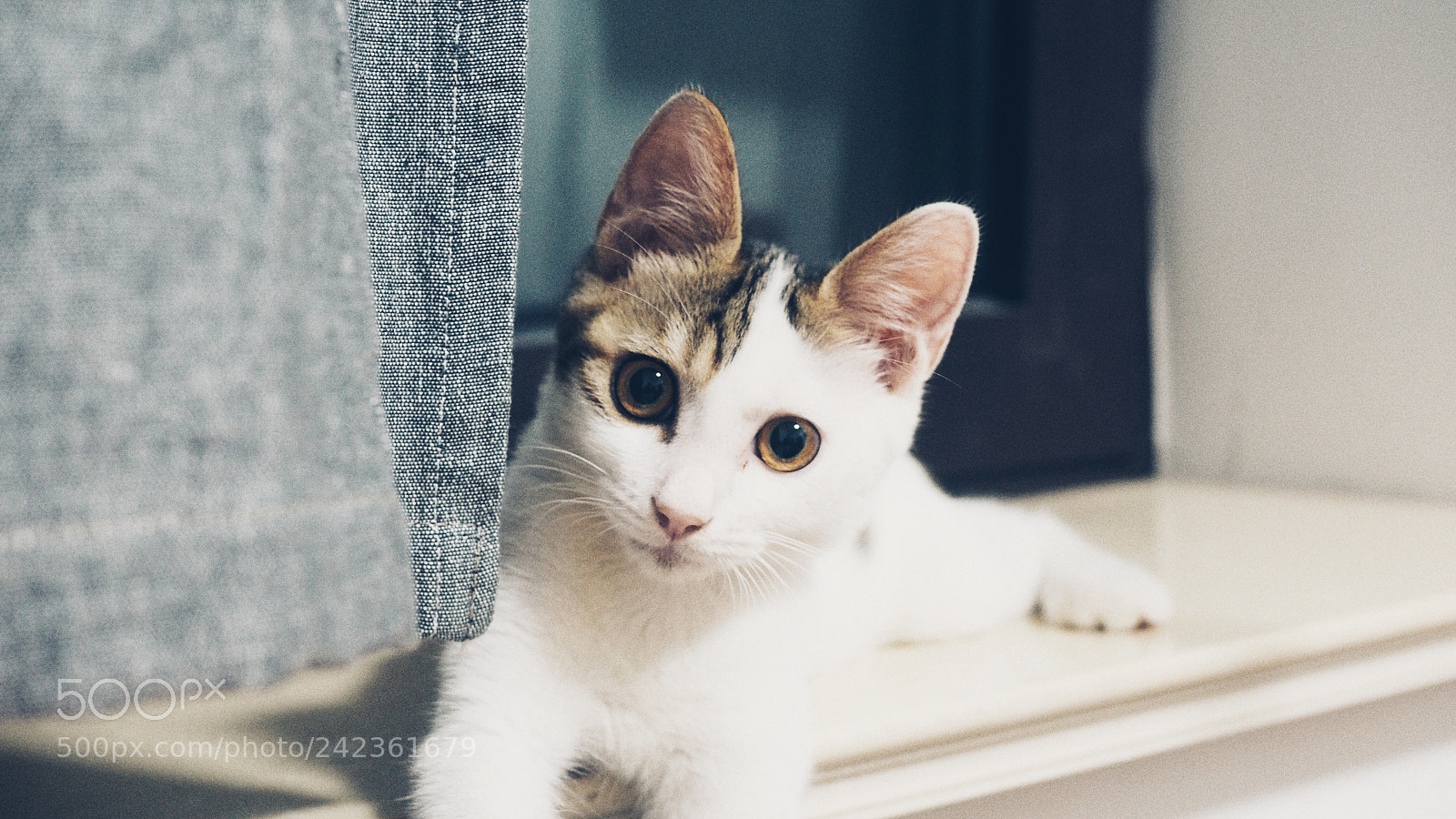 Olympus PEN E-PL7 sample photo. When he was young photography