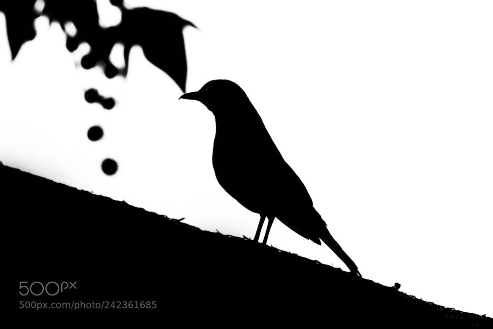 Sony SLT-A77 sample photo. The bird photography