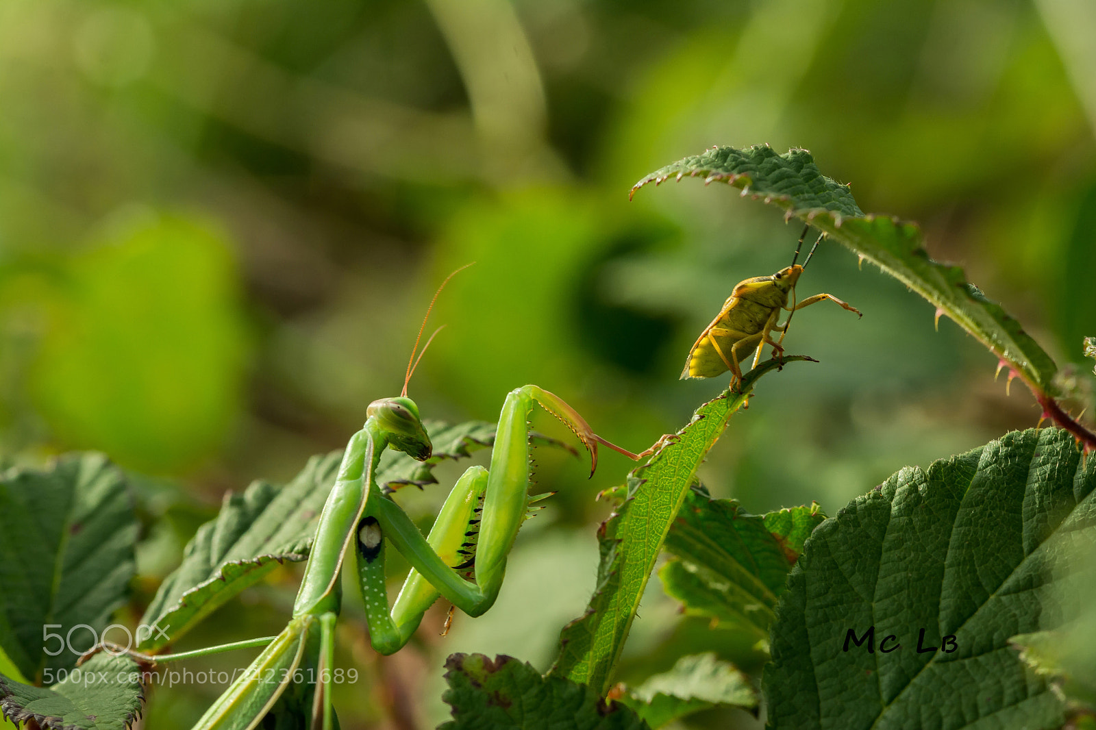 Nikon D7100 sample photo. Mante et sa proie photography