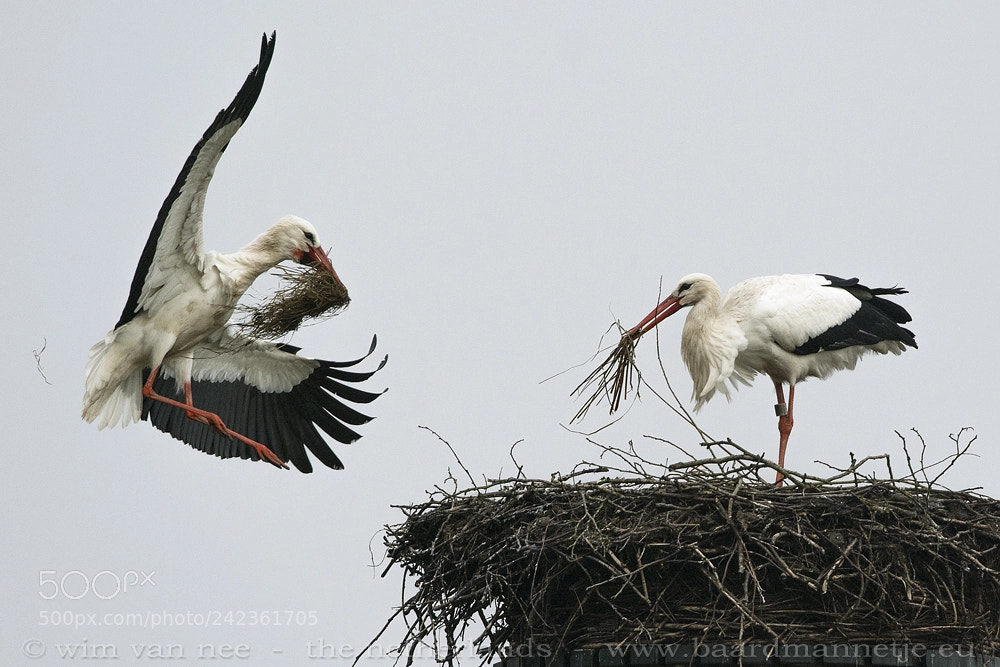 Nikon D7100 sample photo. Nest maintenance photography