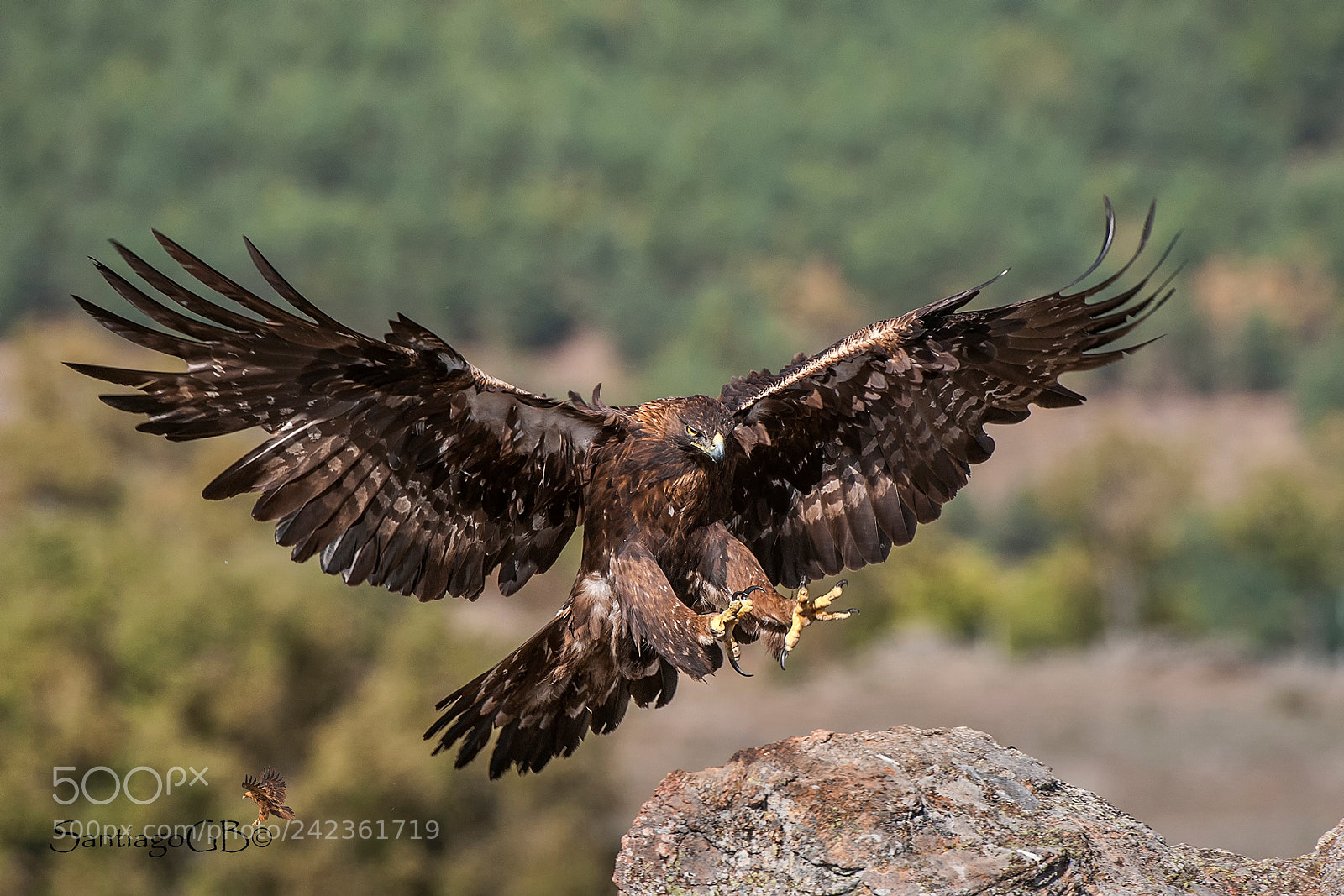Nikon D700 sample photo. Águila real (aquila chrysaetos) photography