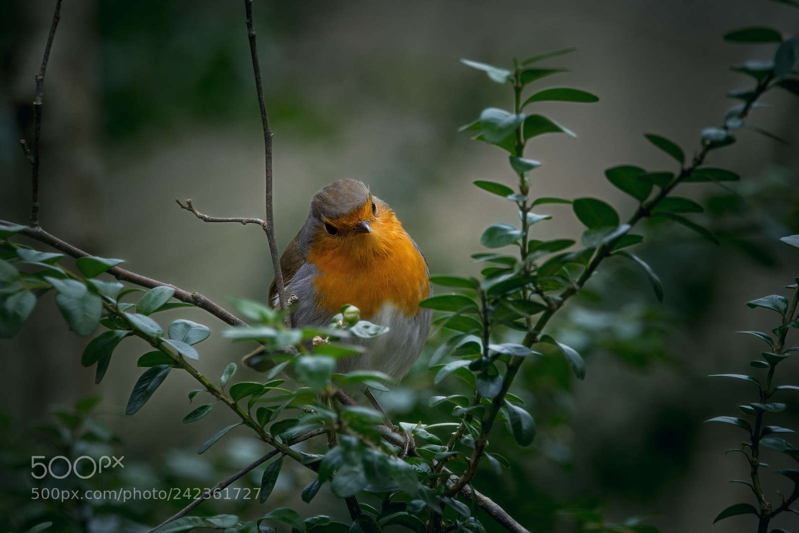 Nikon D7200 sample photo. Between the branches photography