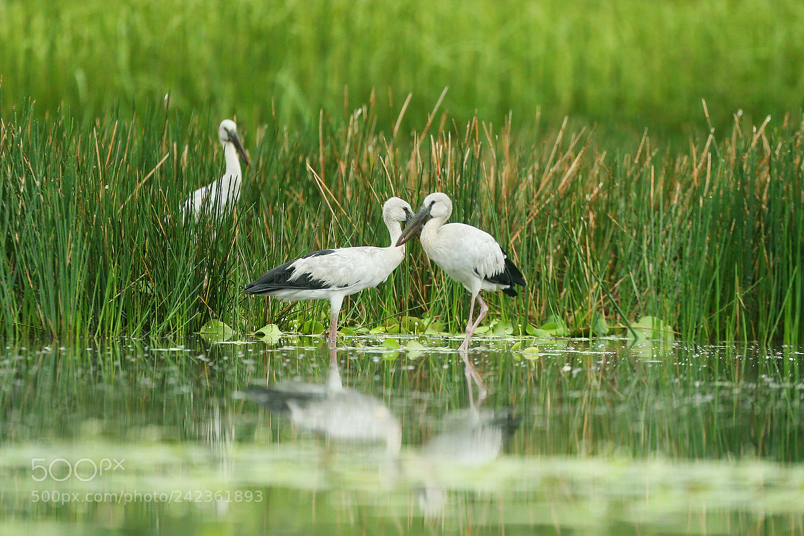 Canon EOS-1D X sample photo. Hoang hawinter is the photography