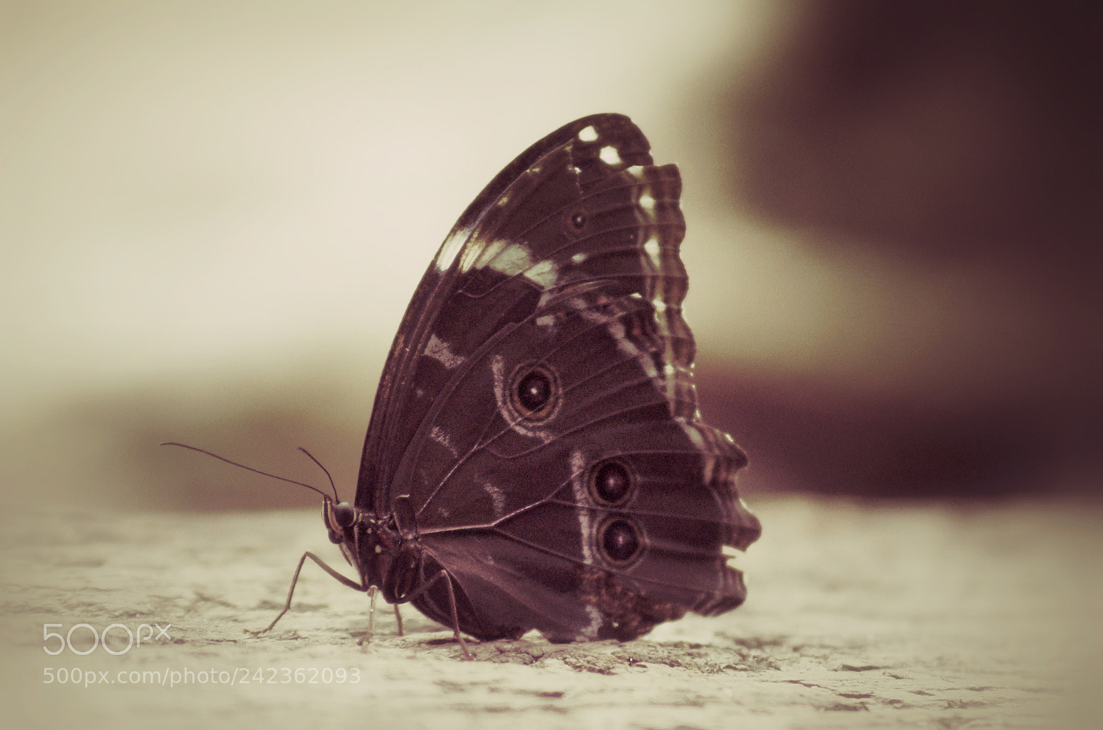 Sony SLT-A65 (SLT-A65V) sample photo. Open your wings photography