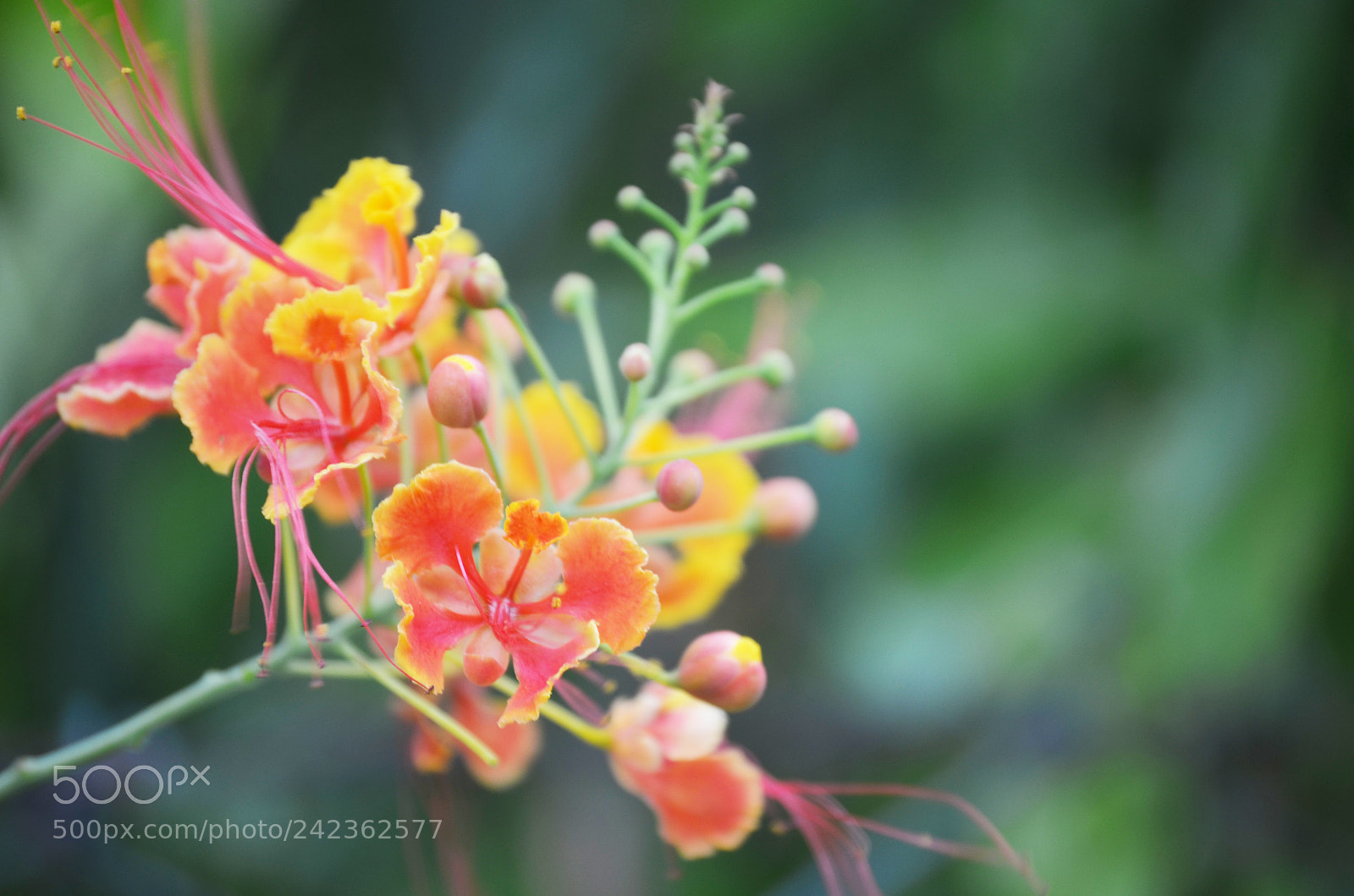 Nikon D5100 sample photo. Flowers photography
