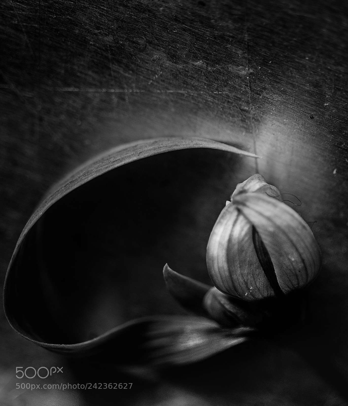 Sony a7 sample photo. Composition with bud and photography