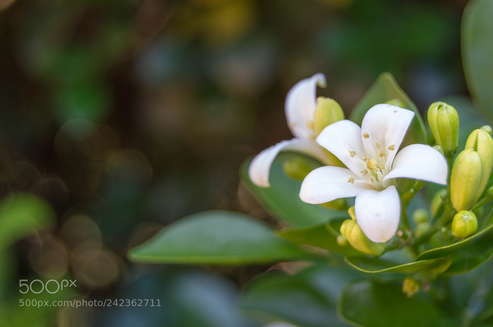 Nikon D3200 sample photo. Flores de jazmín photography