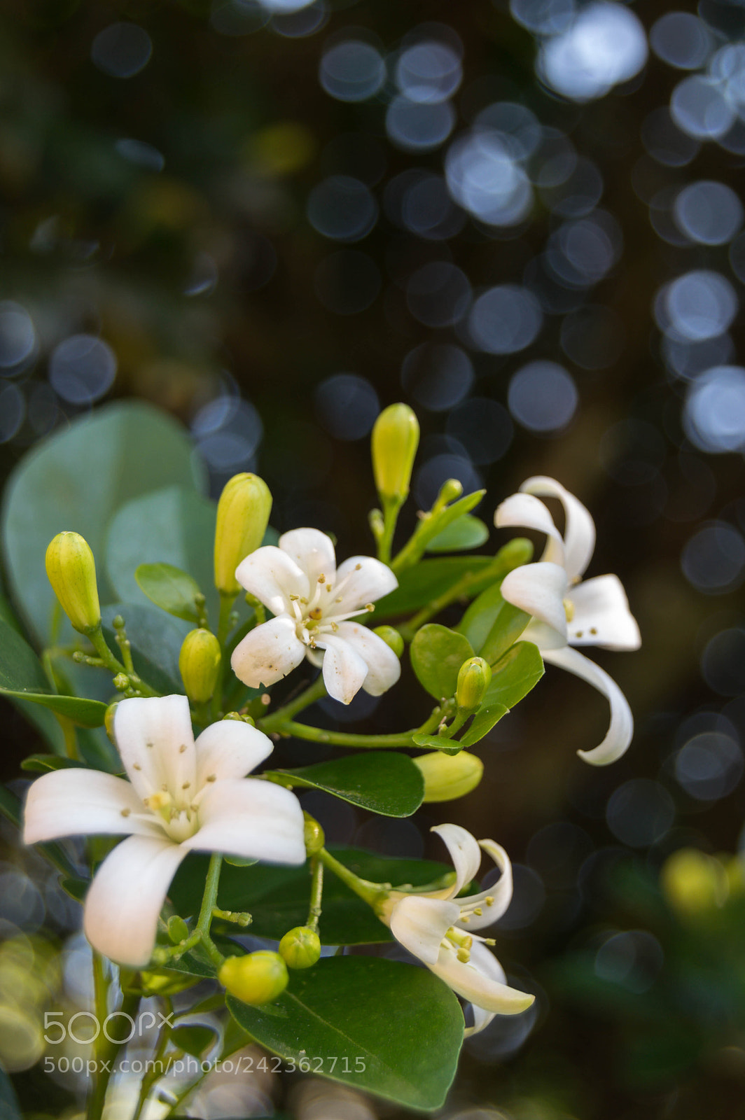 Nikon D3200 sample photo. Flores de jazmín photography