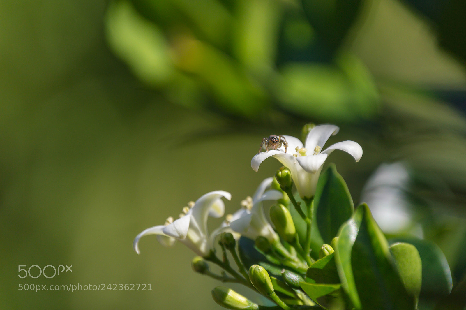 Nikon D3200 sample photo. Flores de jazmín photography