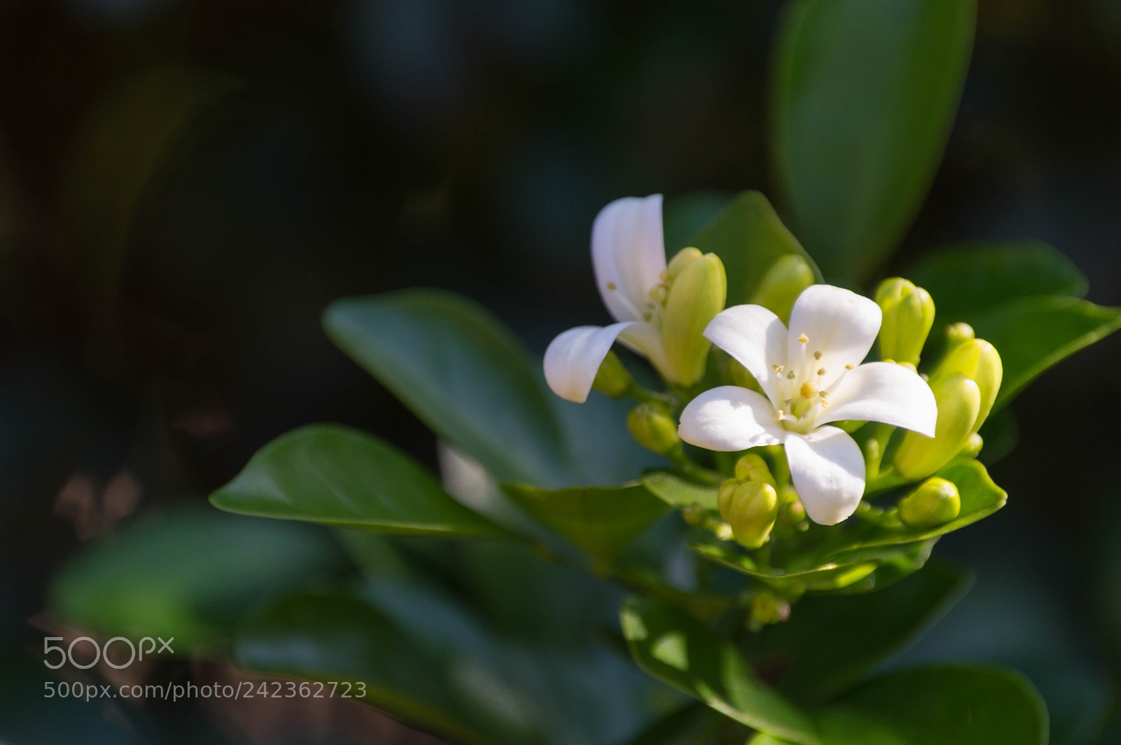 Nikon D3200 sample photo. Flores de jazmín photography