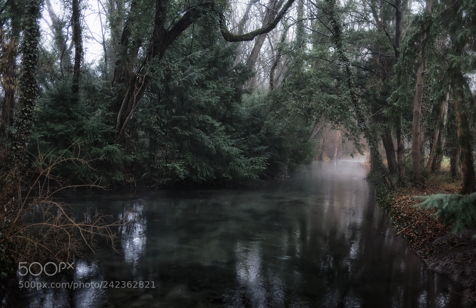 Nikon D810 sample photo. Forest scenes (9) photography