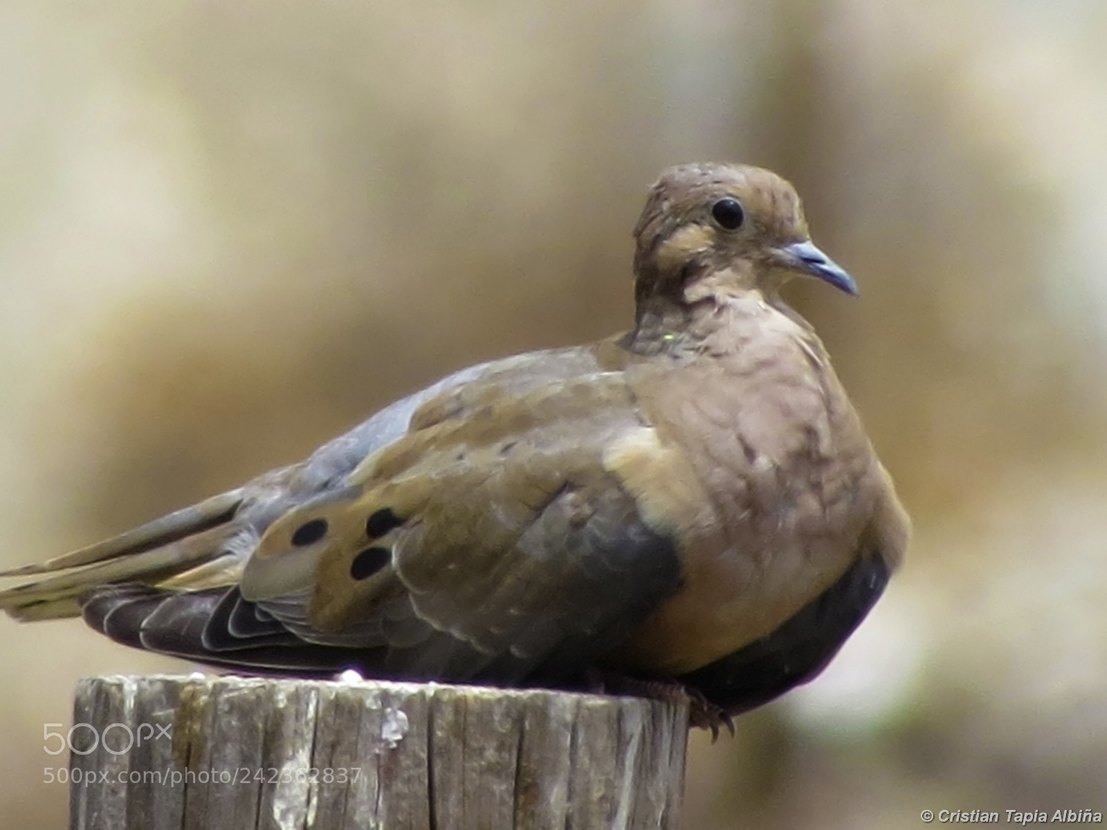 Canon PowerShot SX50 HS sample photo. Image photography