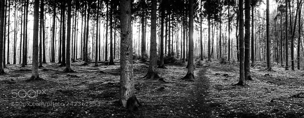 Sony Cyber-shot DSC-RX100 sample photo. In the forest photography
