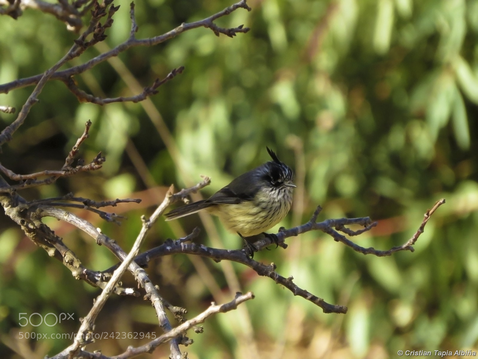 Canon PowerShot SX50 HS sample photo. Image photography
