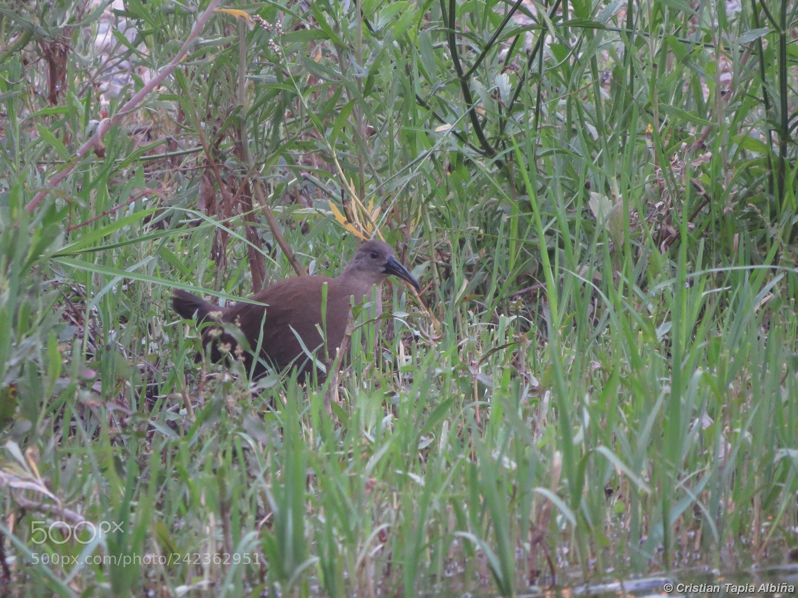 Canon PowerShot SX50 HS sample photo. Image photography