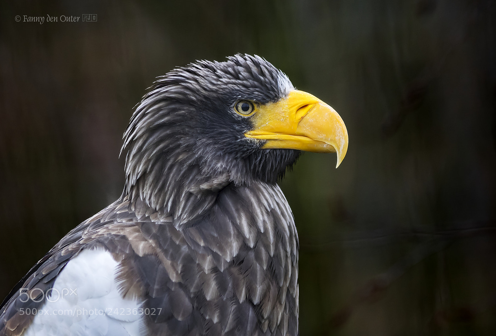 Olympus OM-D E-M1 sample photo. Steller's sea eagle photography