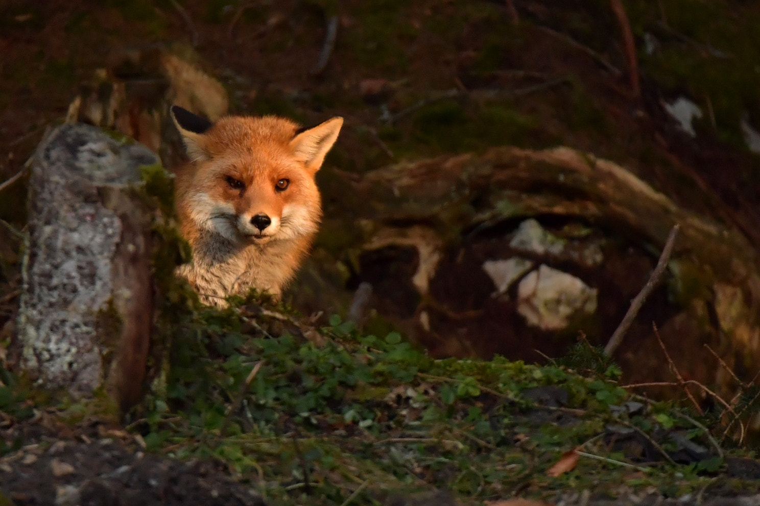 Sigma 150-600mm F5-6.3 DG OS HSM | S sample photo. Renard photography