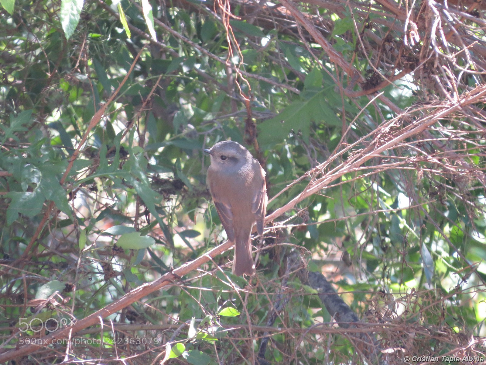 Canon PowerShot SX50 HS sample photo. Image photography