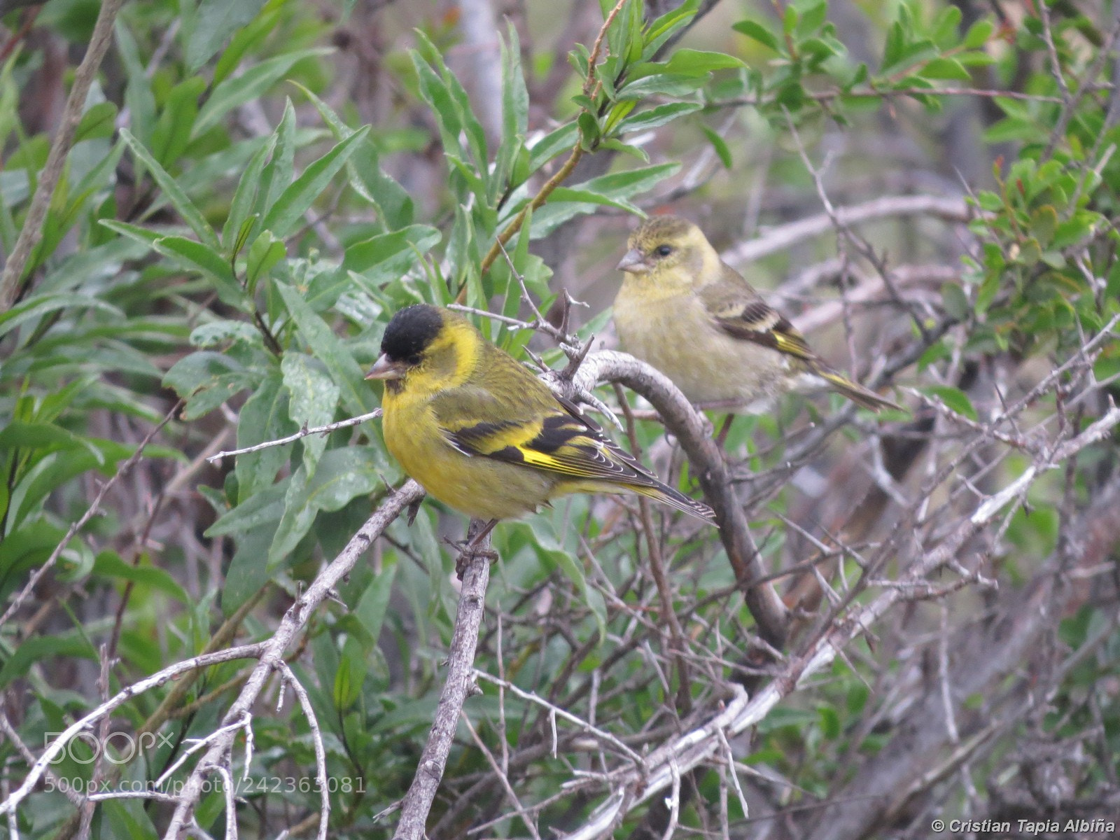 Canon PowerShot SX50 HS sample photo. Image photography