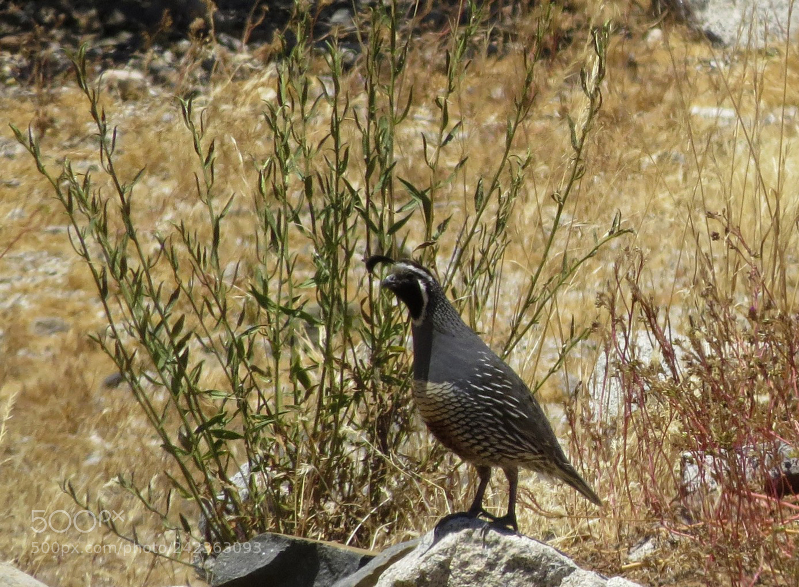 Canon PowerShot SX50 HS sample photo. Image photography