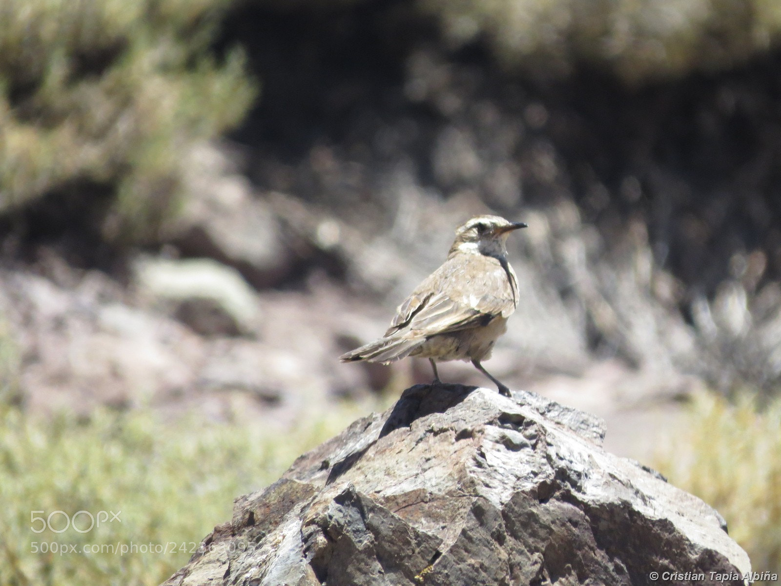 Canon PowerShot SX50 HS sample photo. Image photography