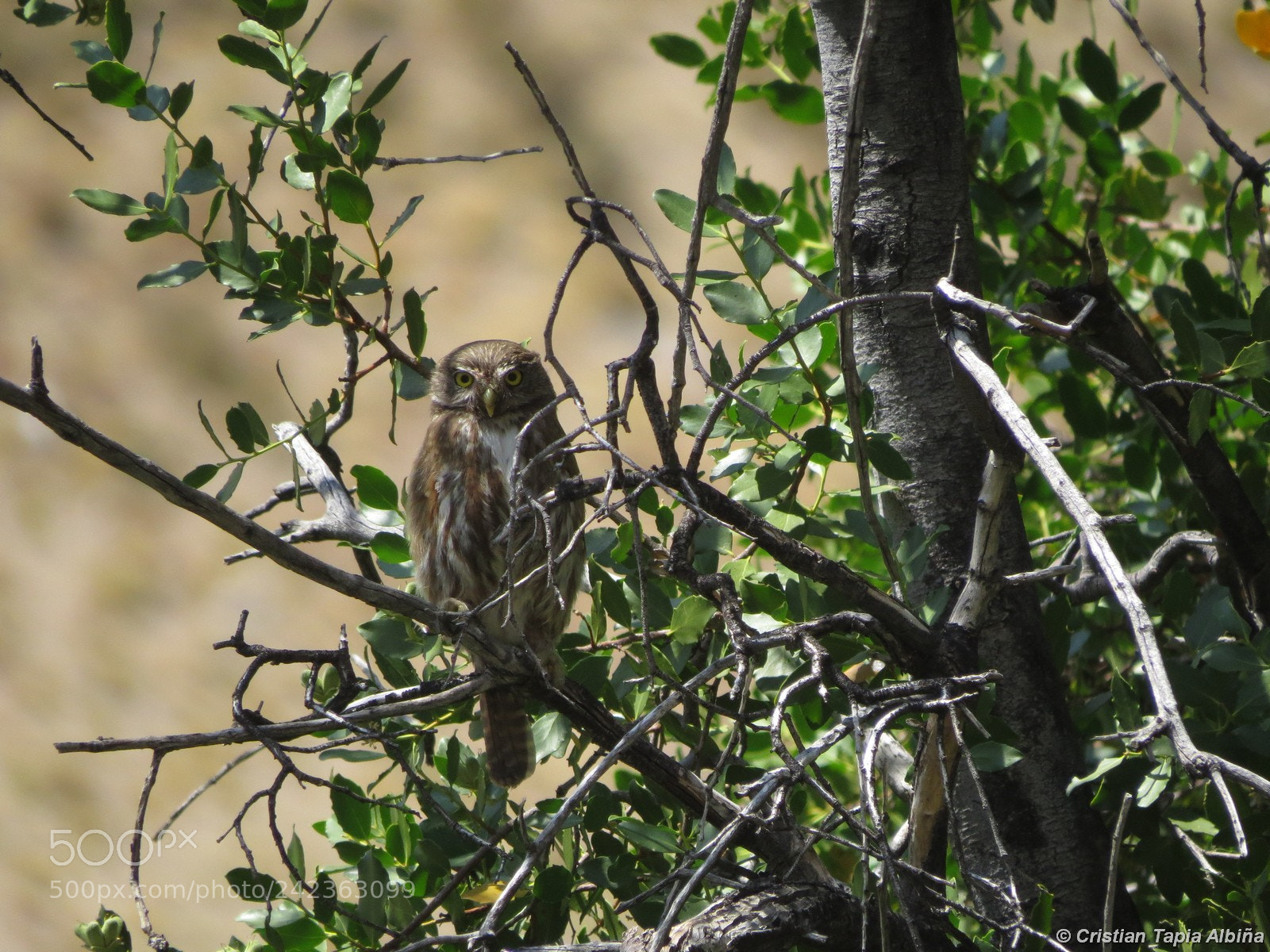 Canon PowerShot SX50 HS sample photo. Image photography