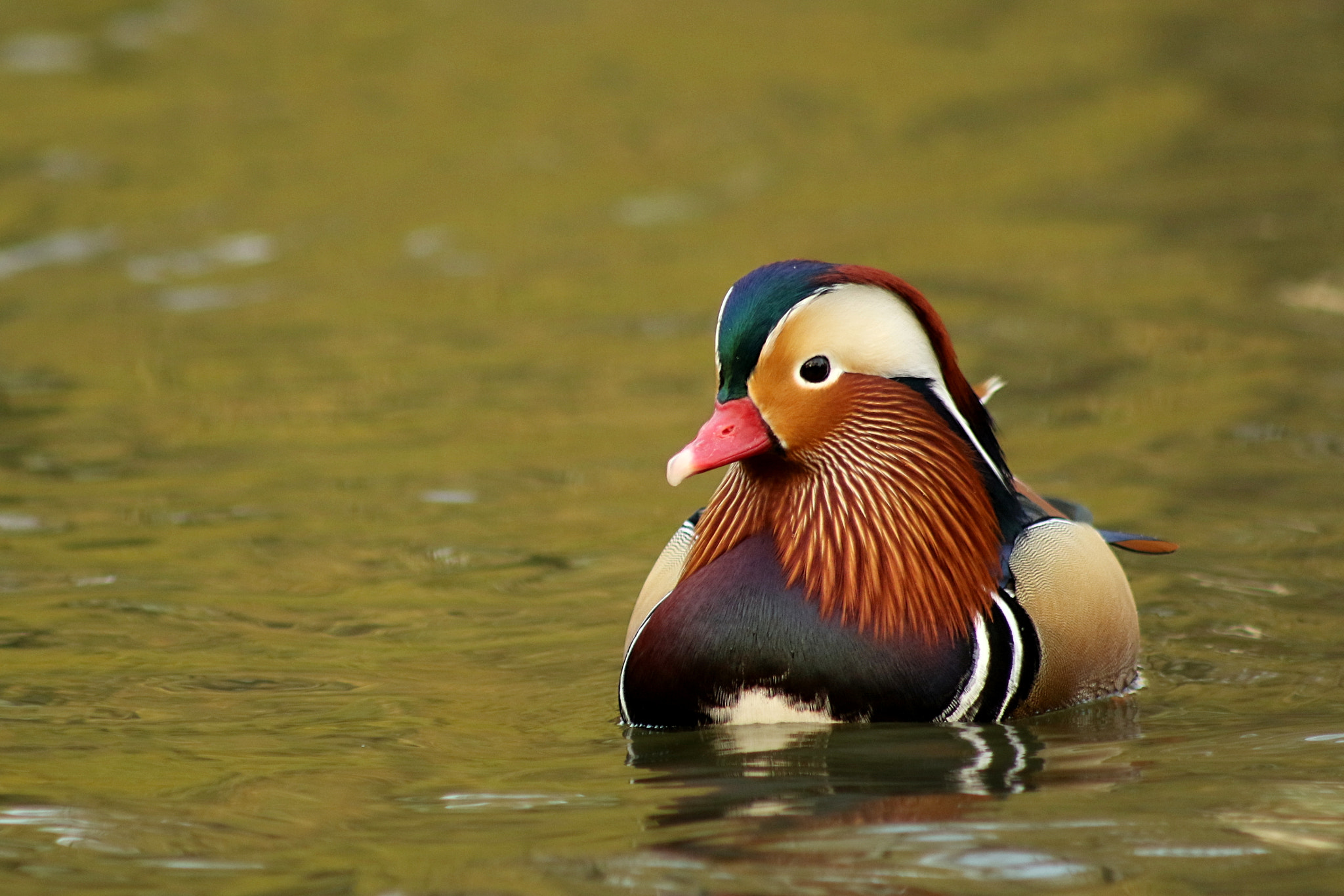 Canon EF 75-300mm f/4-5.6 USM sample photo. Mandarin duck photography