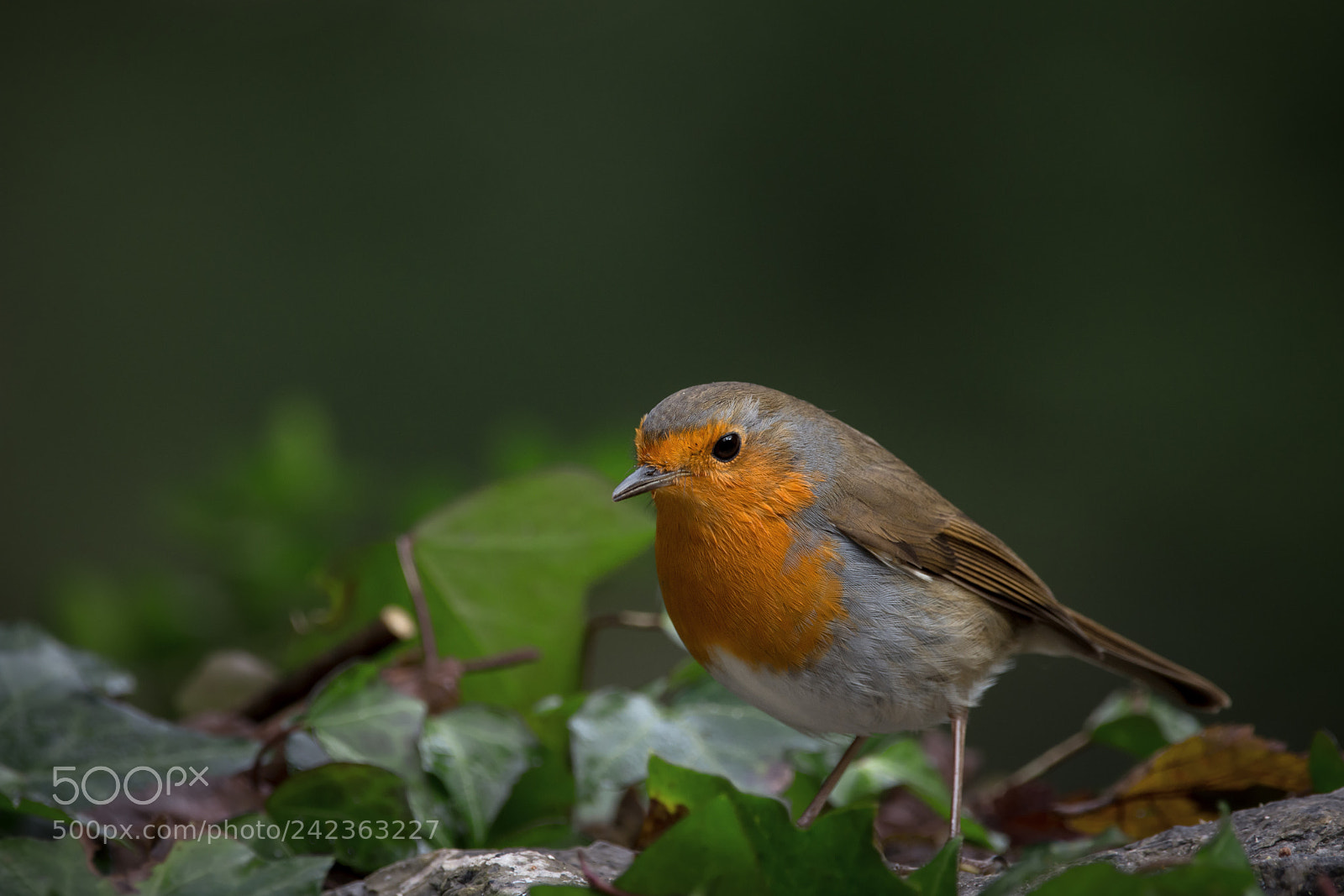 Nikon D7200 sample photo. Robin on the ground photography