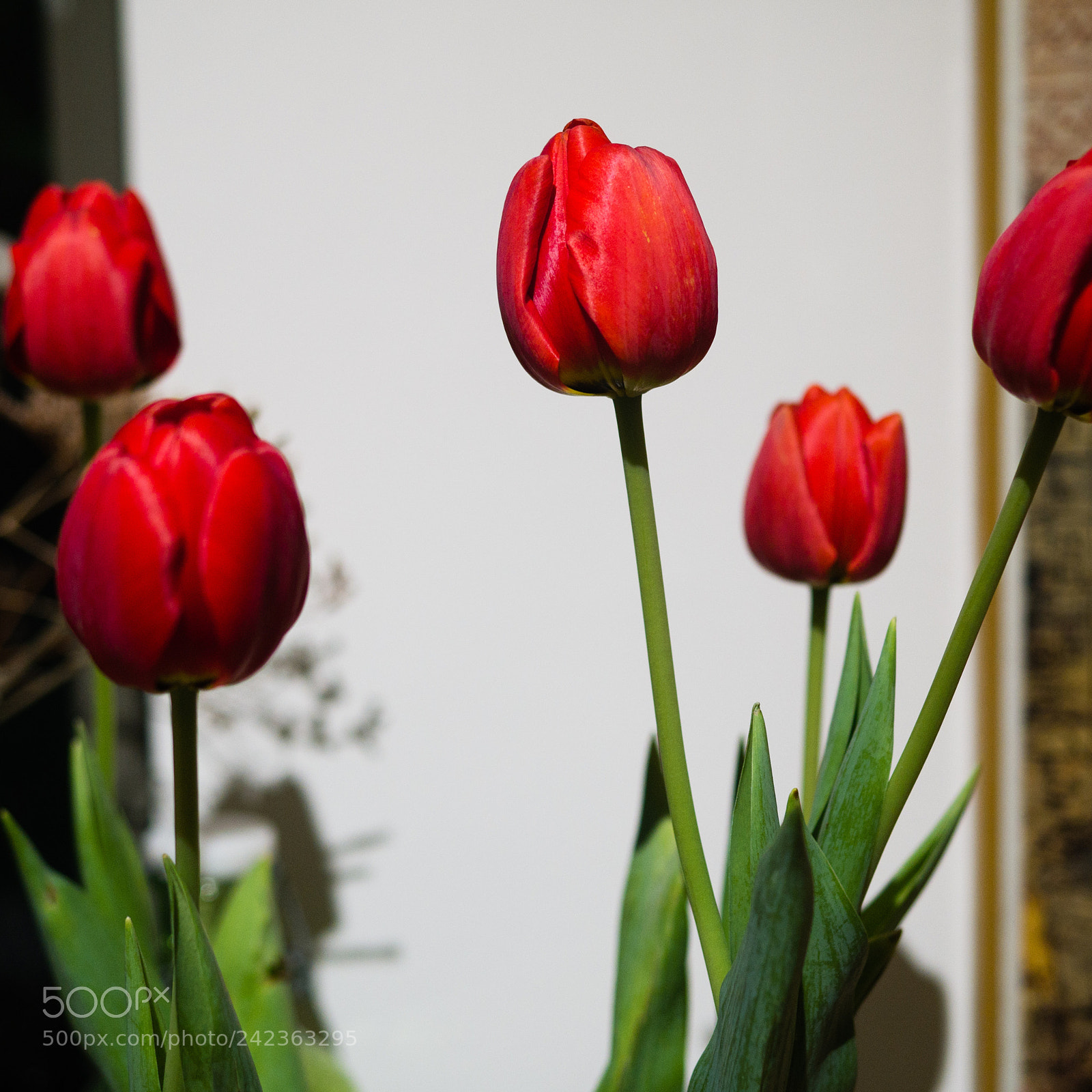Panasonic Lumix DMC-GX7 sample photo. Untitled photography