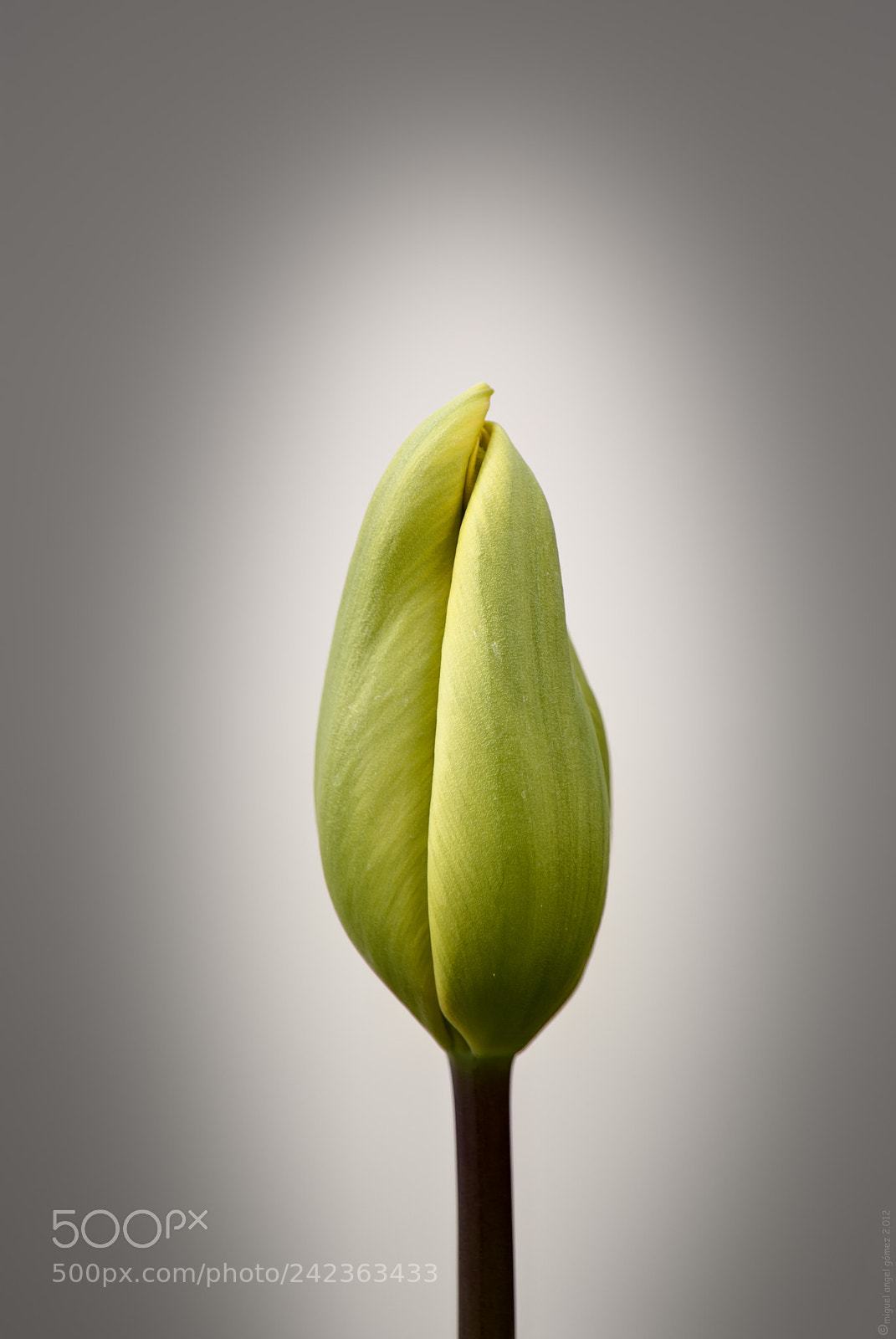 Sony Alpha DSLR-A330 sample photo. 2012_tulip_32 photography