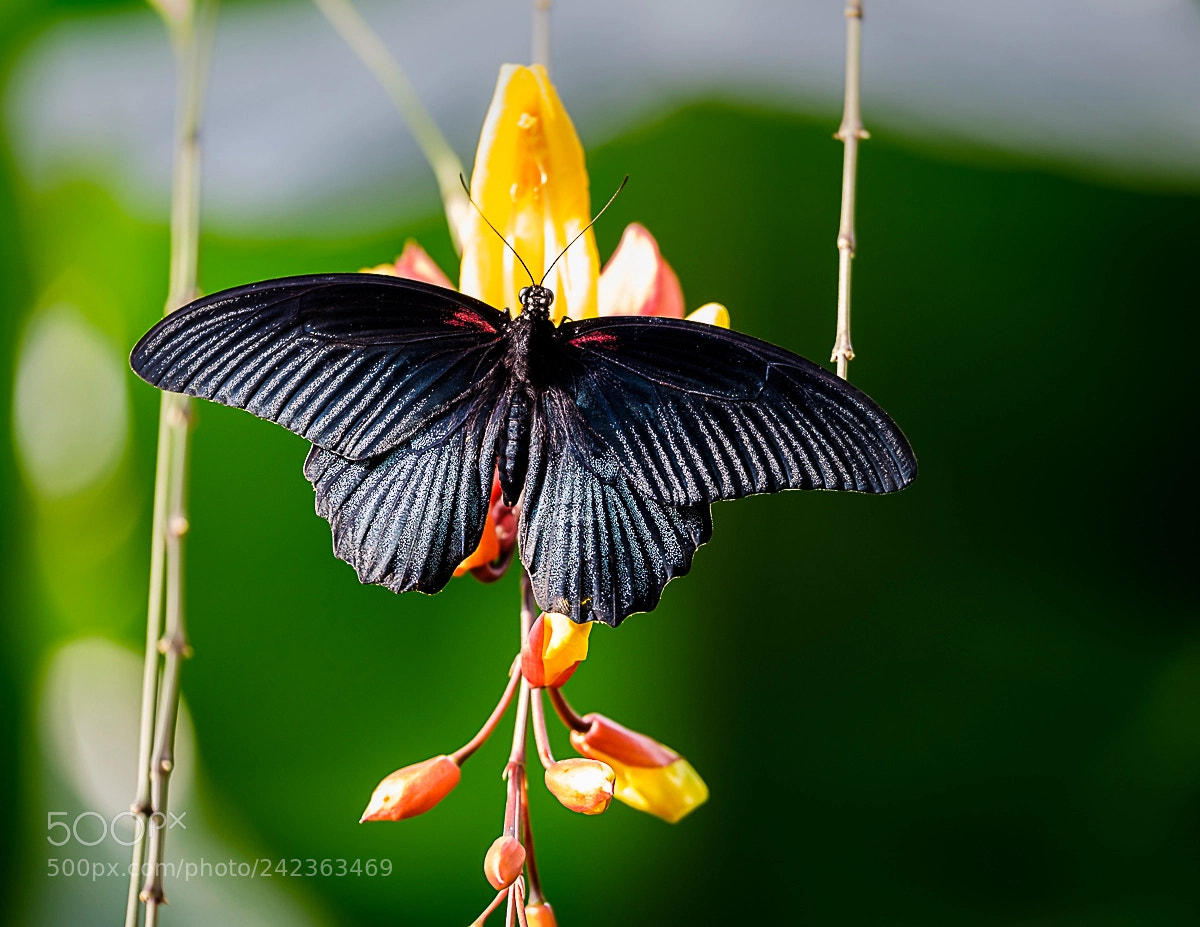 Fujifilm X-Pro2 sample photo. Butterfly photography