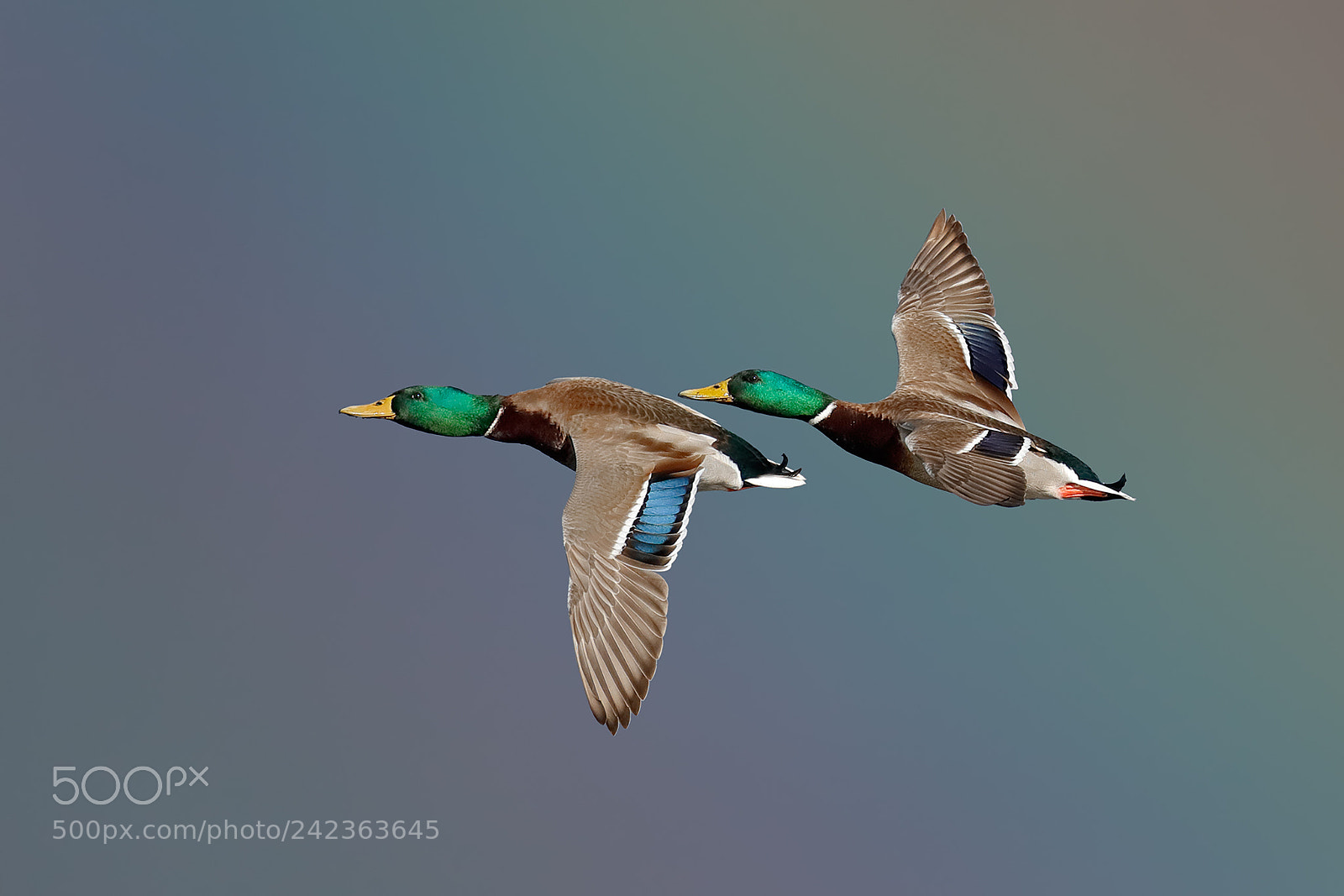 Canon EOS-1D X Mark II sample photo. The mallards and the photography