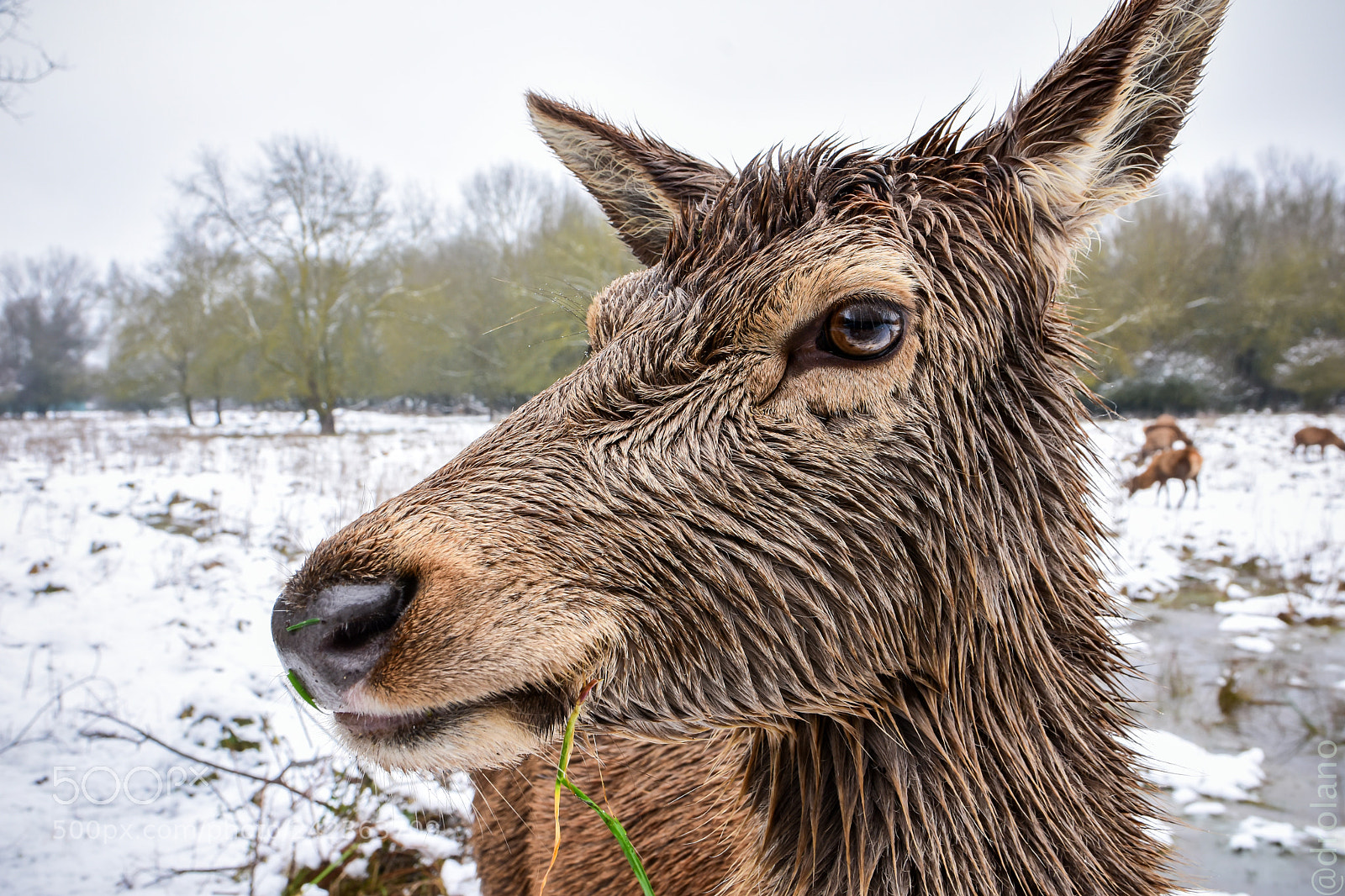 Nikon D7200 sample photo. Deer photography